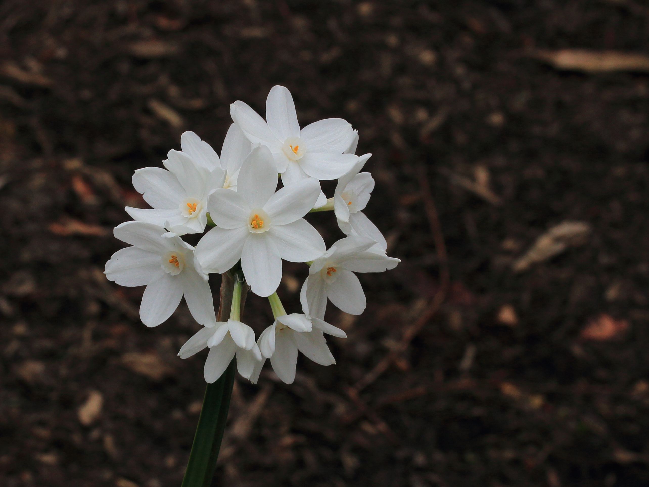 Narcissus papyraceus 'Paperwhite' 02