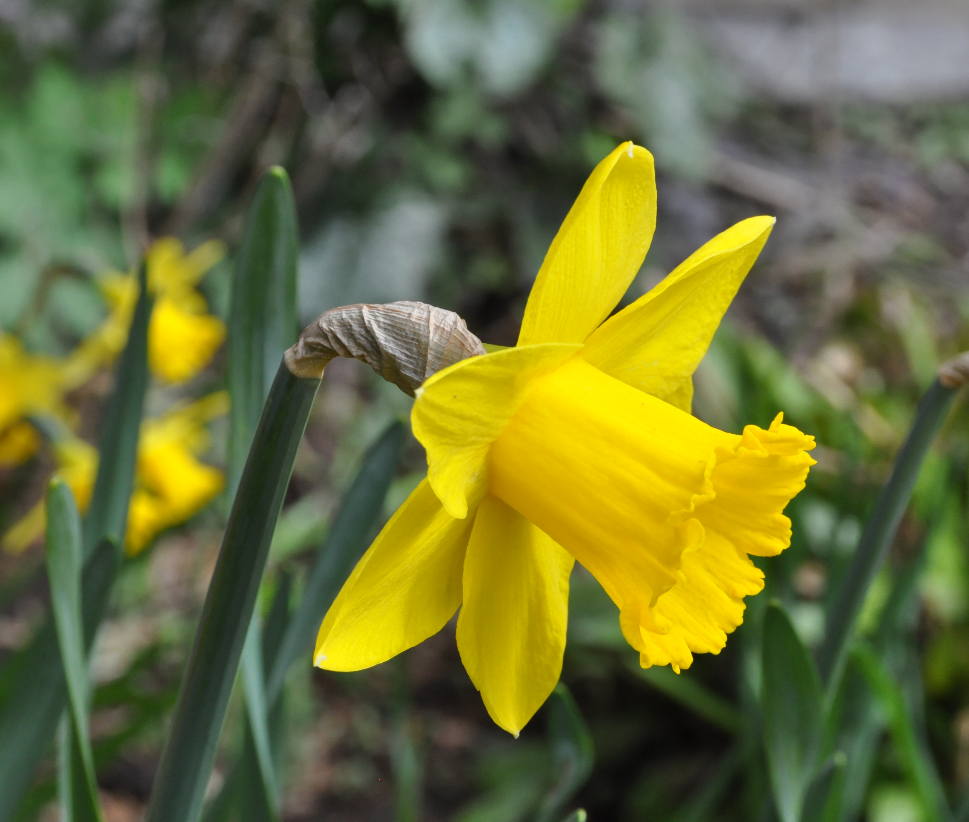 Narcissus R01