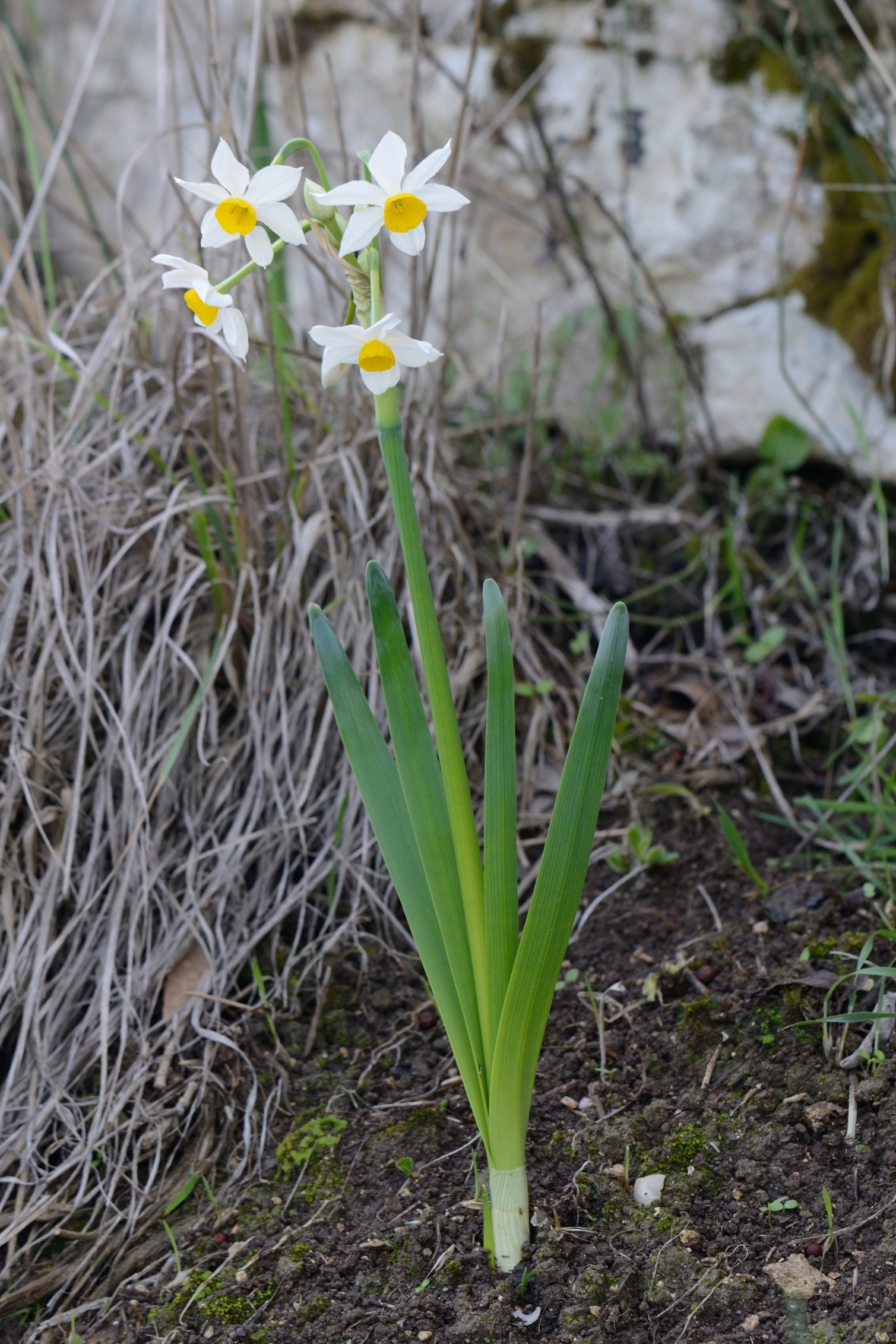 Narcissus tazetta 1