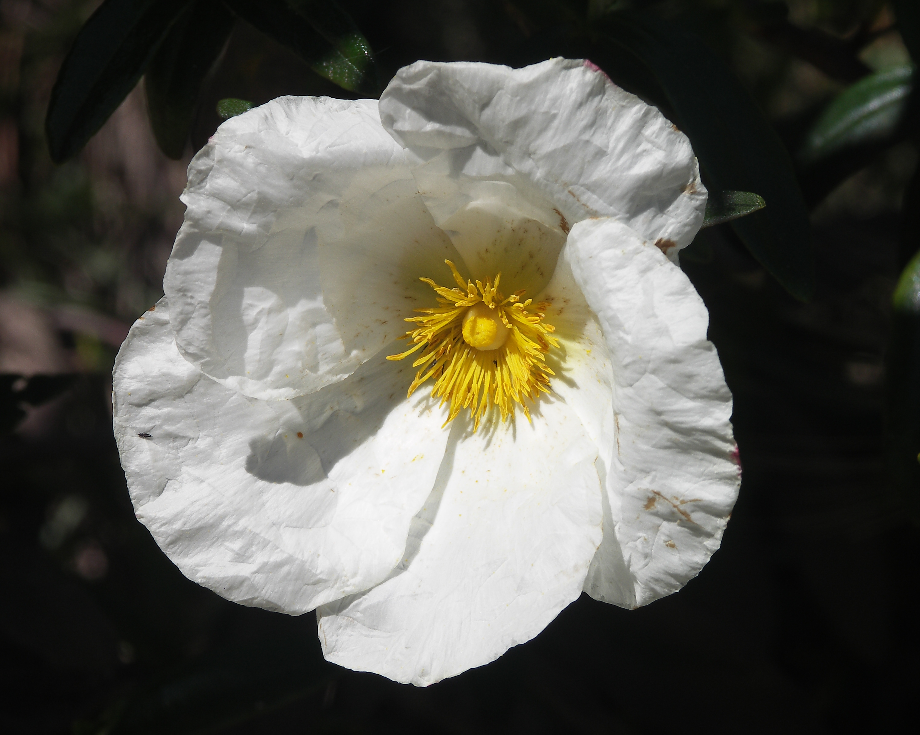 Narrow-leaved Cistus 1