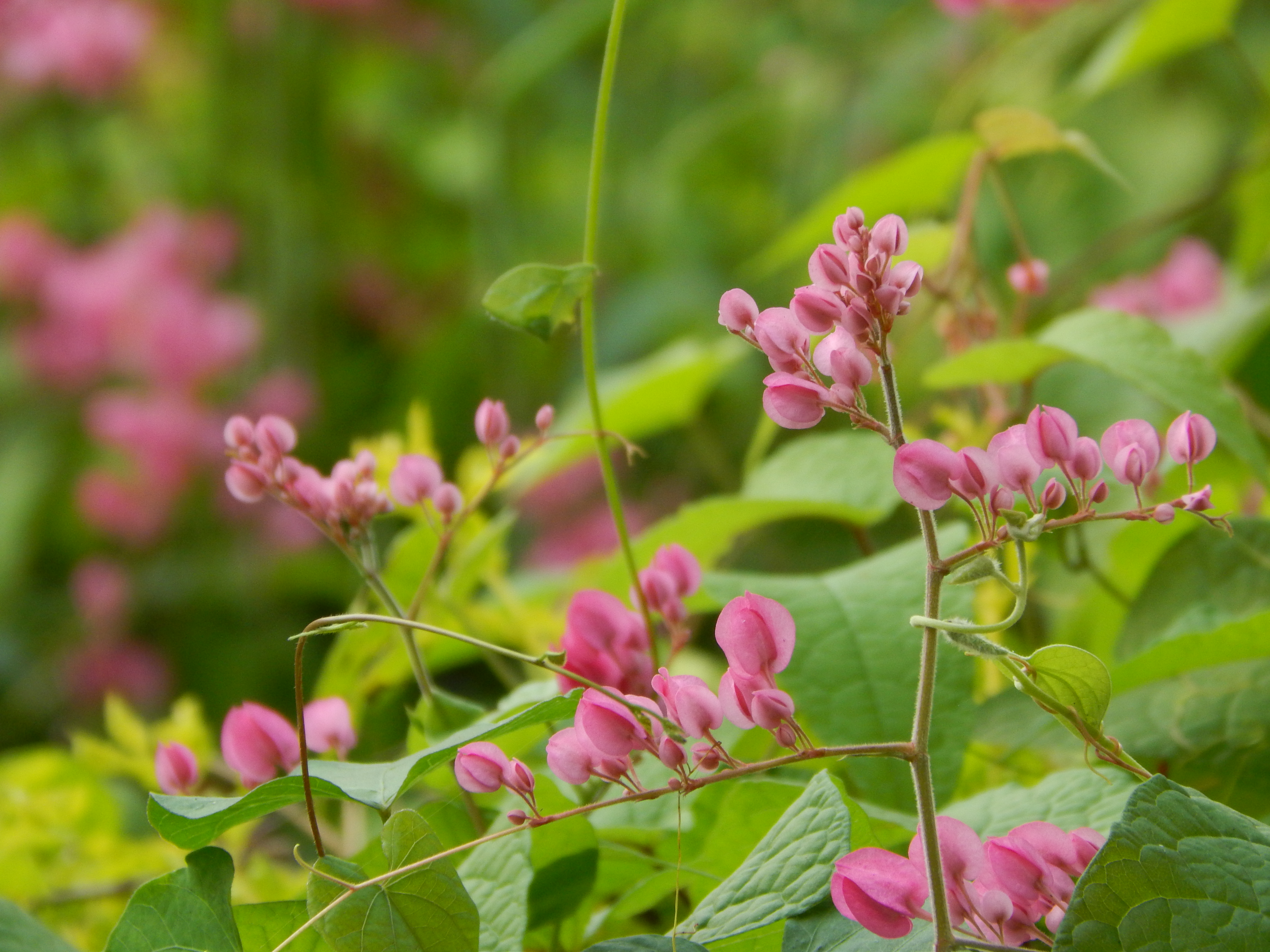 Natural Garden