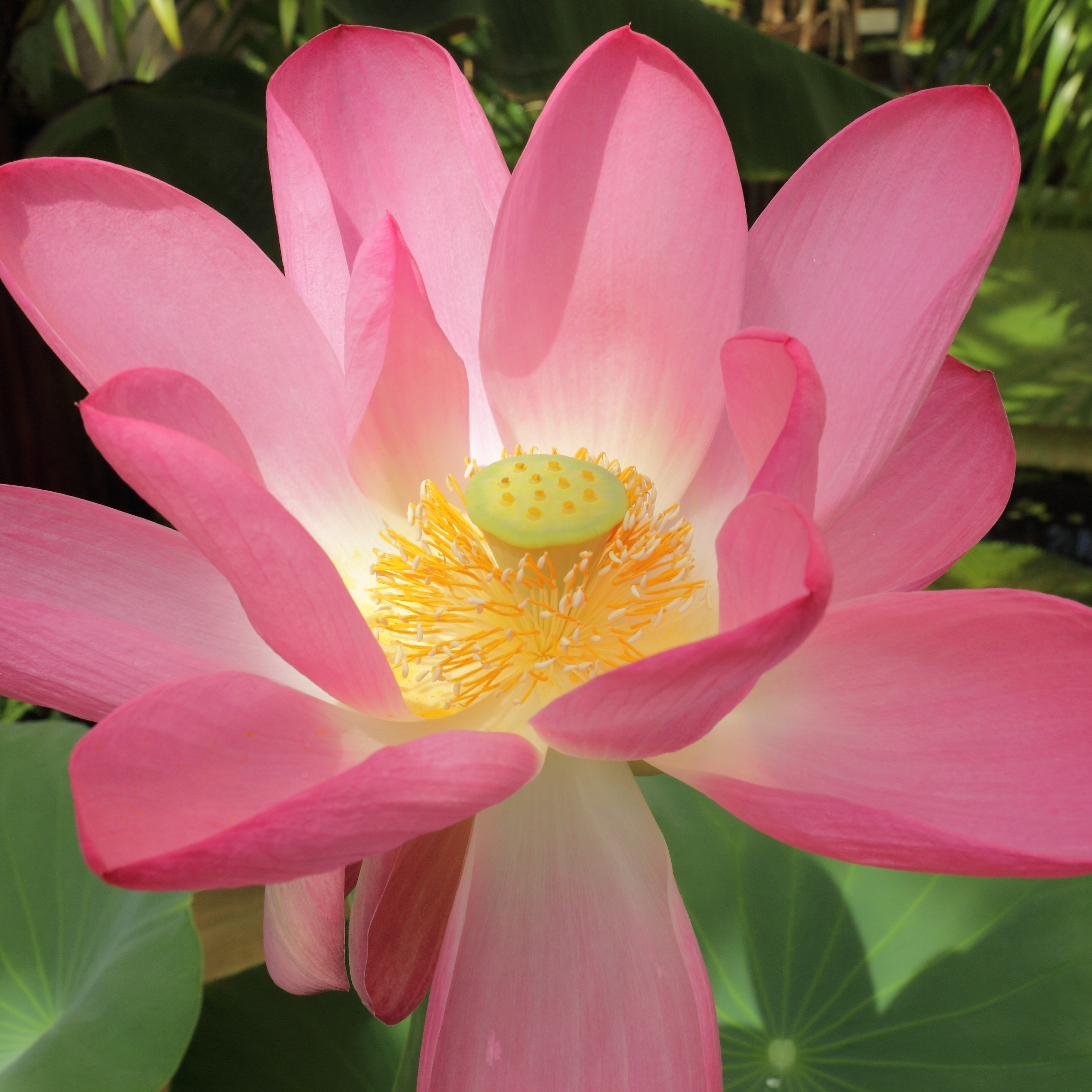 Nelumbo nucifera-IMG 3511-1