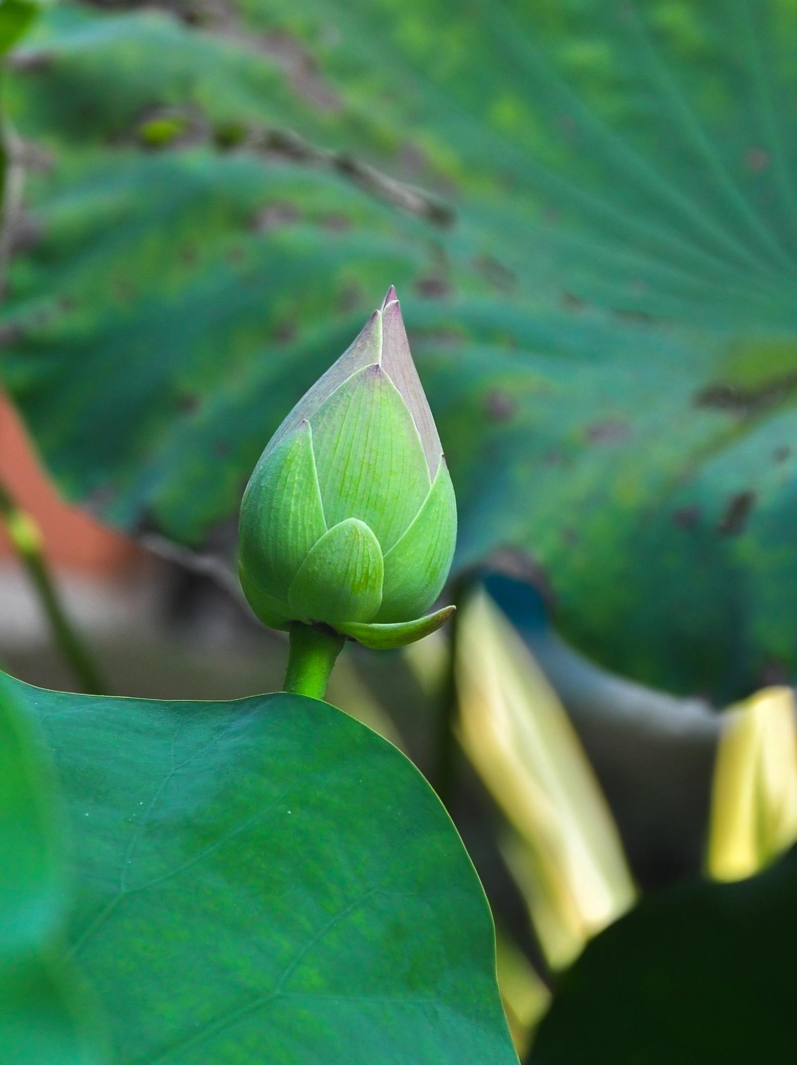 Nelumbo nucifera 07102013