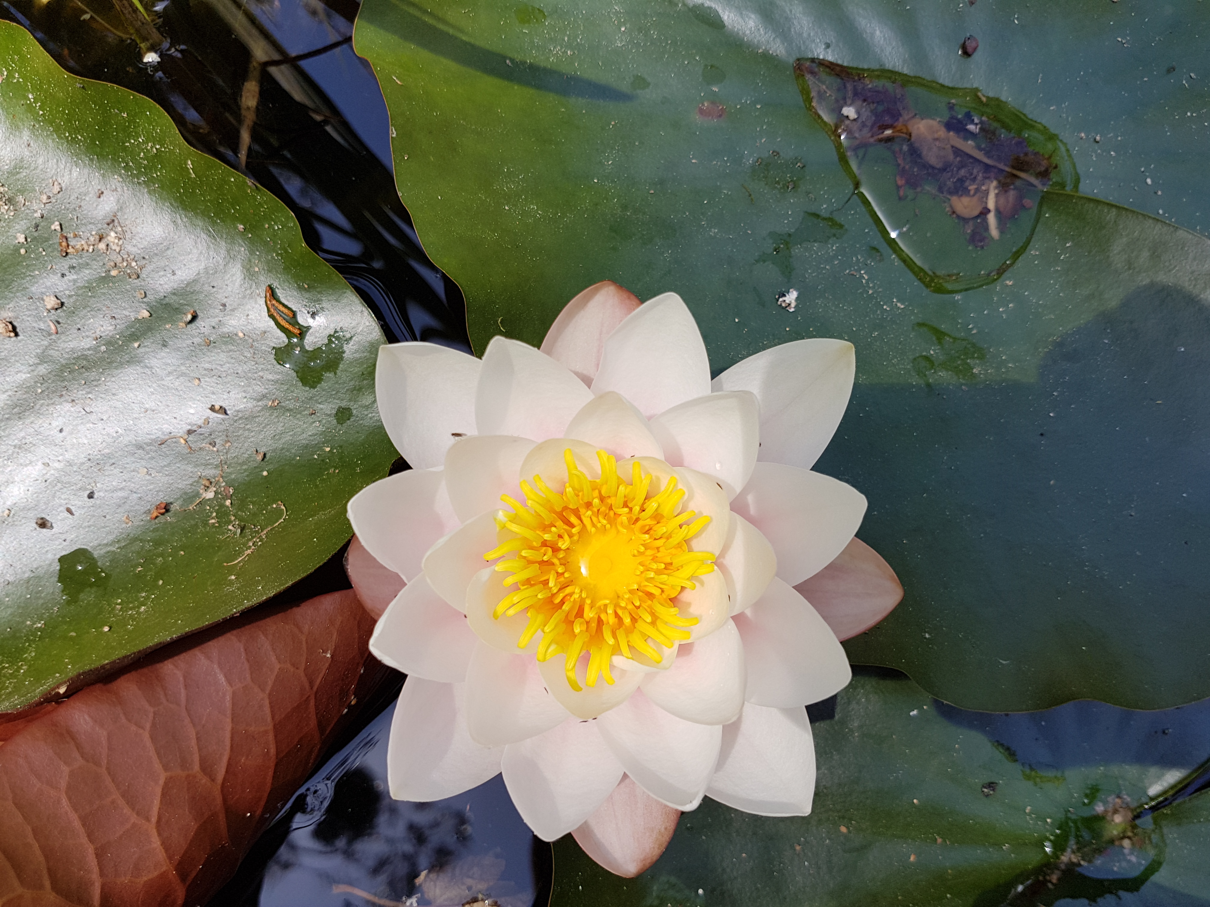 Nenúfar (Nymphaea) (37139909311)
