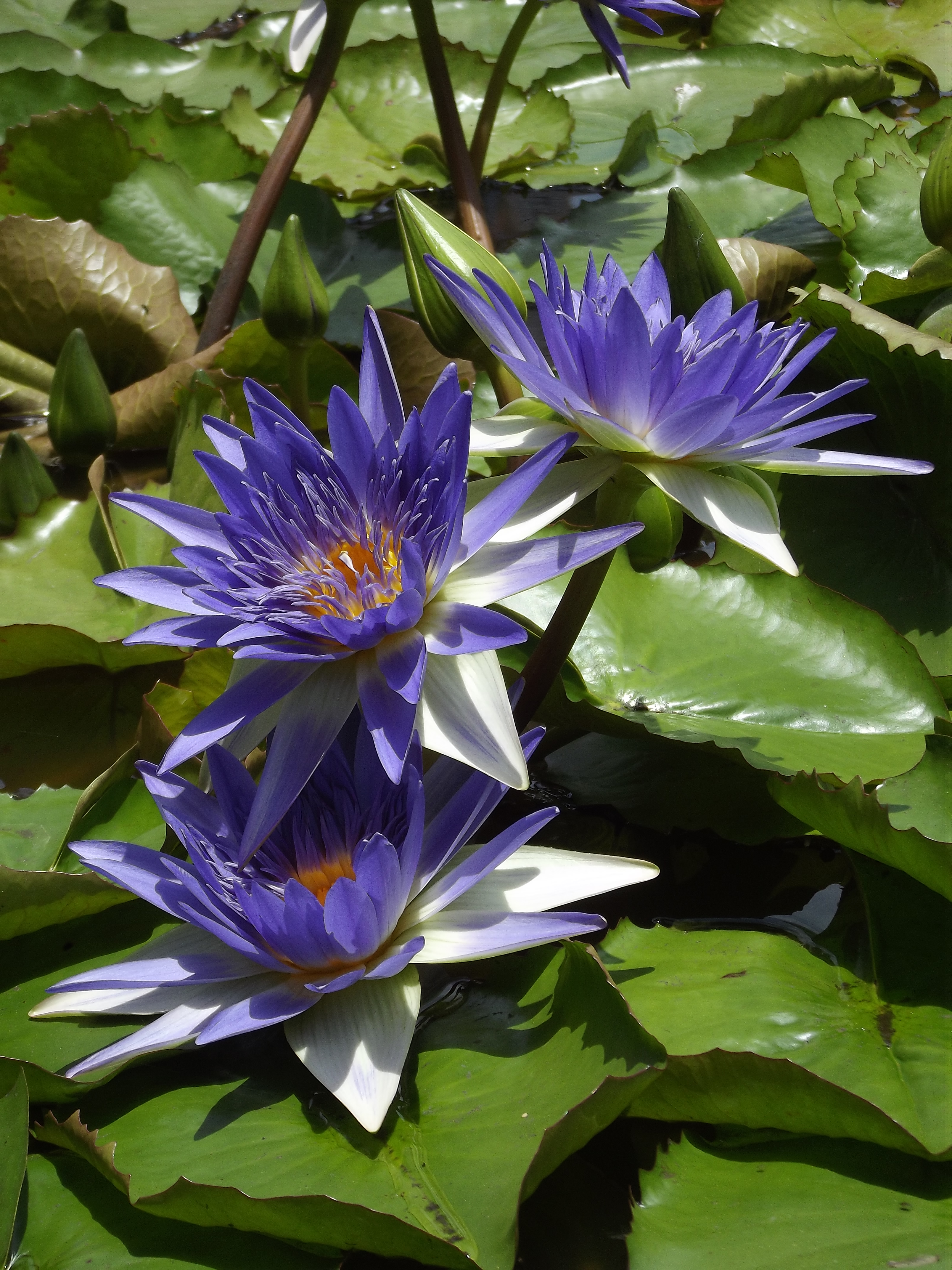 Nenufar 02