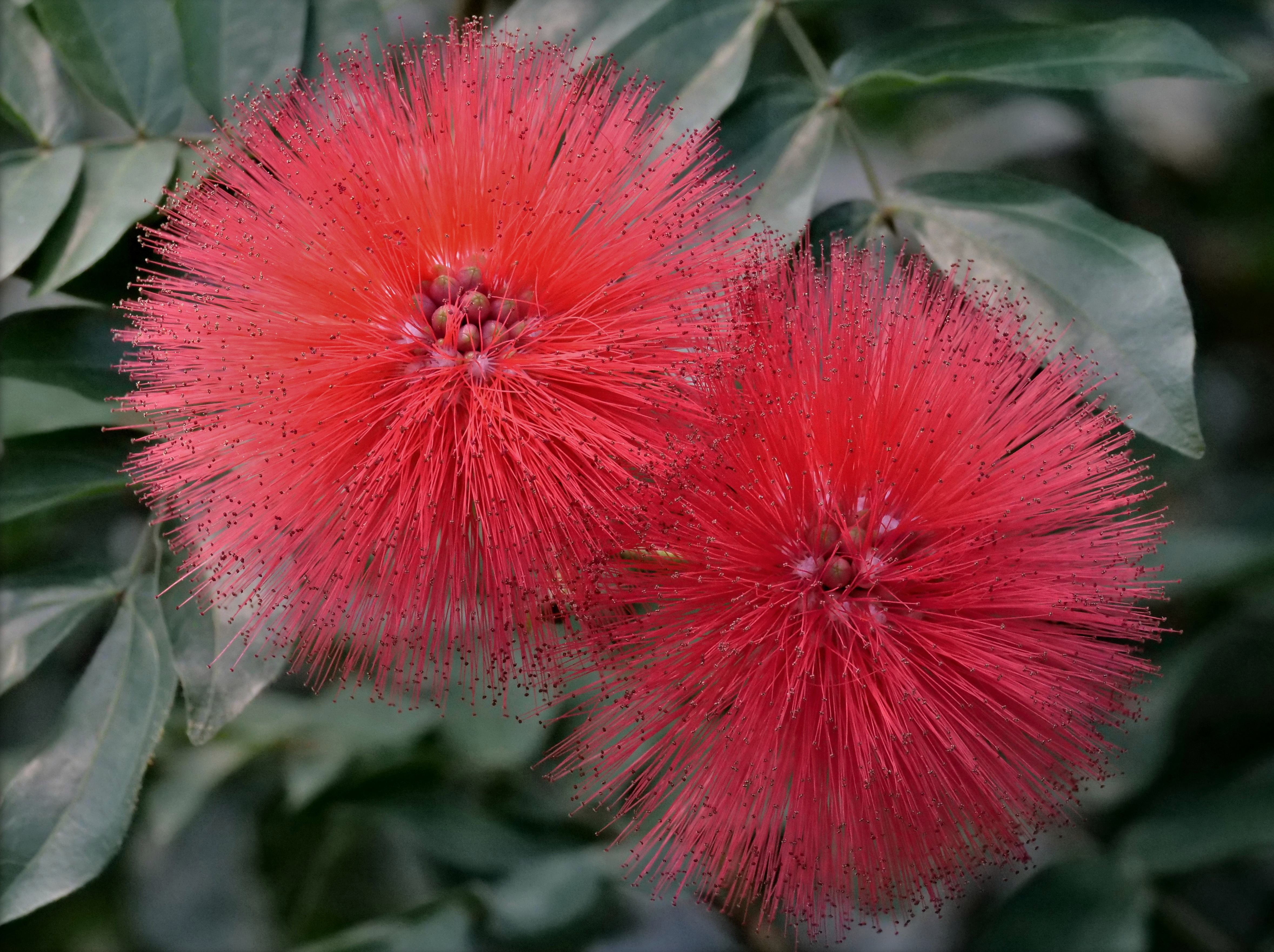 New year rocket flower (27803658989)