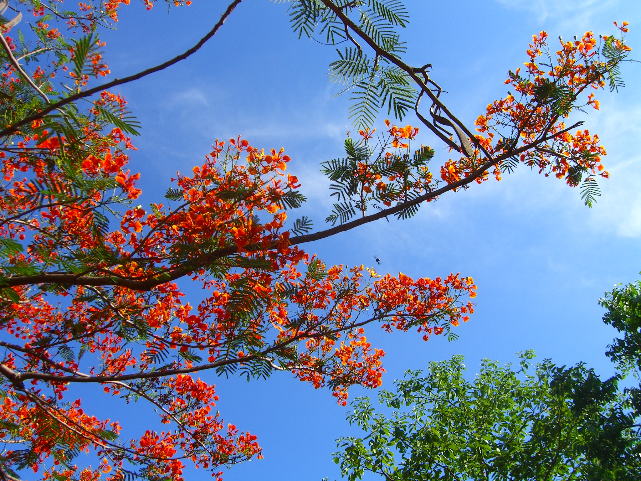 Nice flowers on a tree in the tiger temple