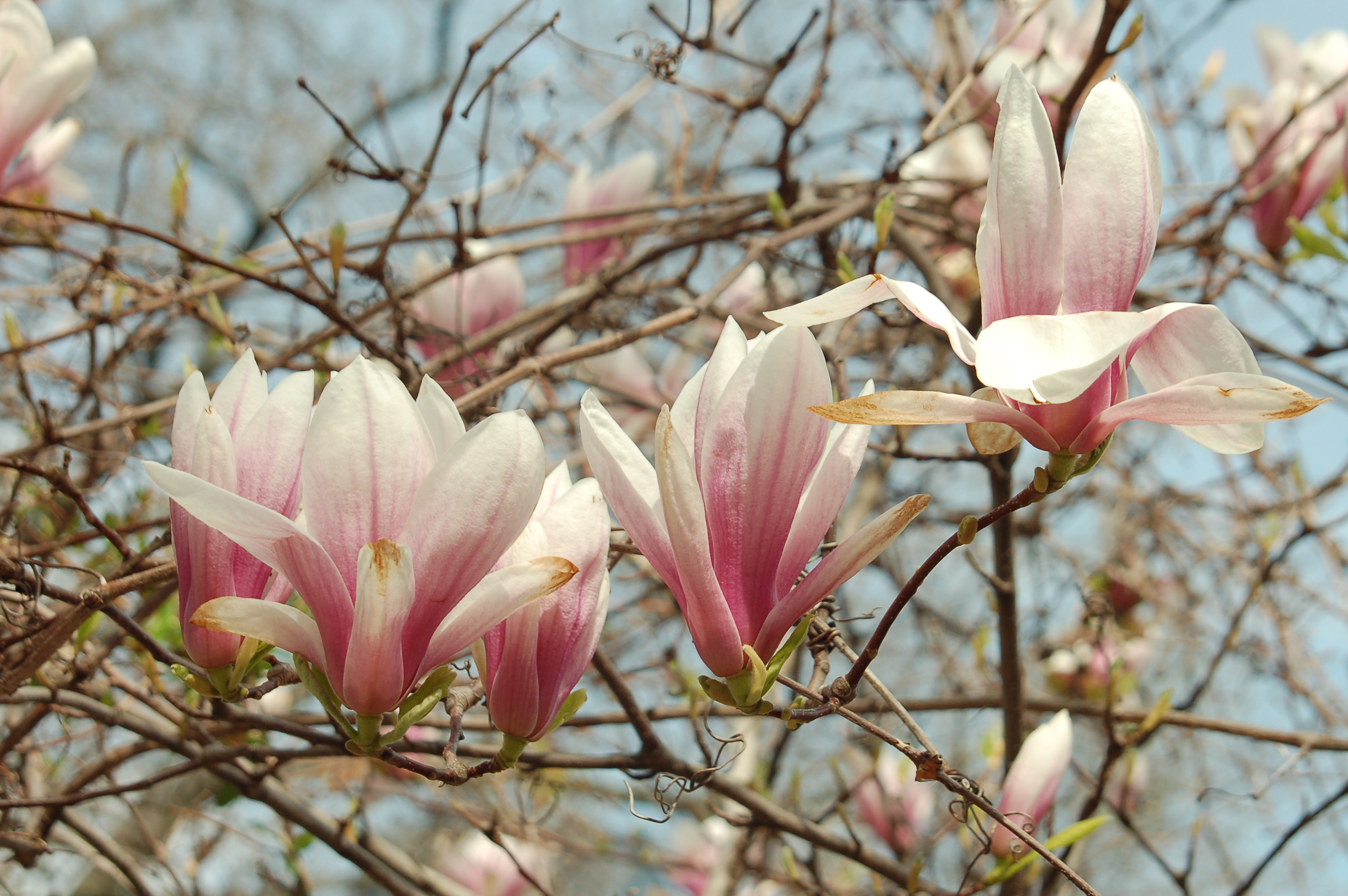NLN Saucer Magnolia
