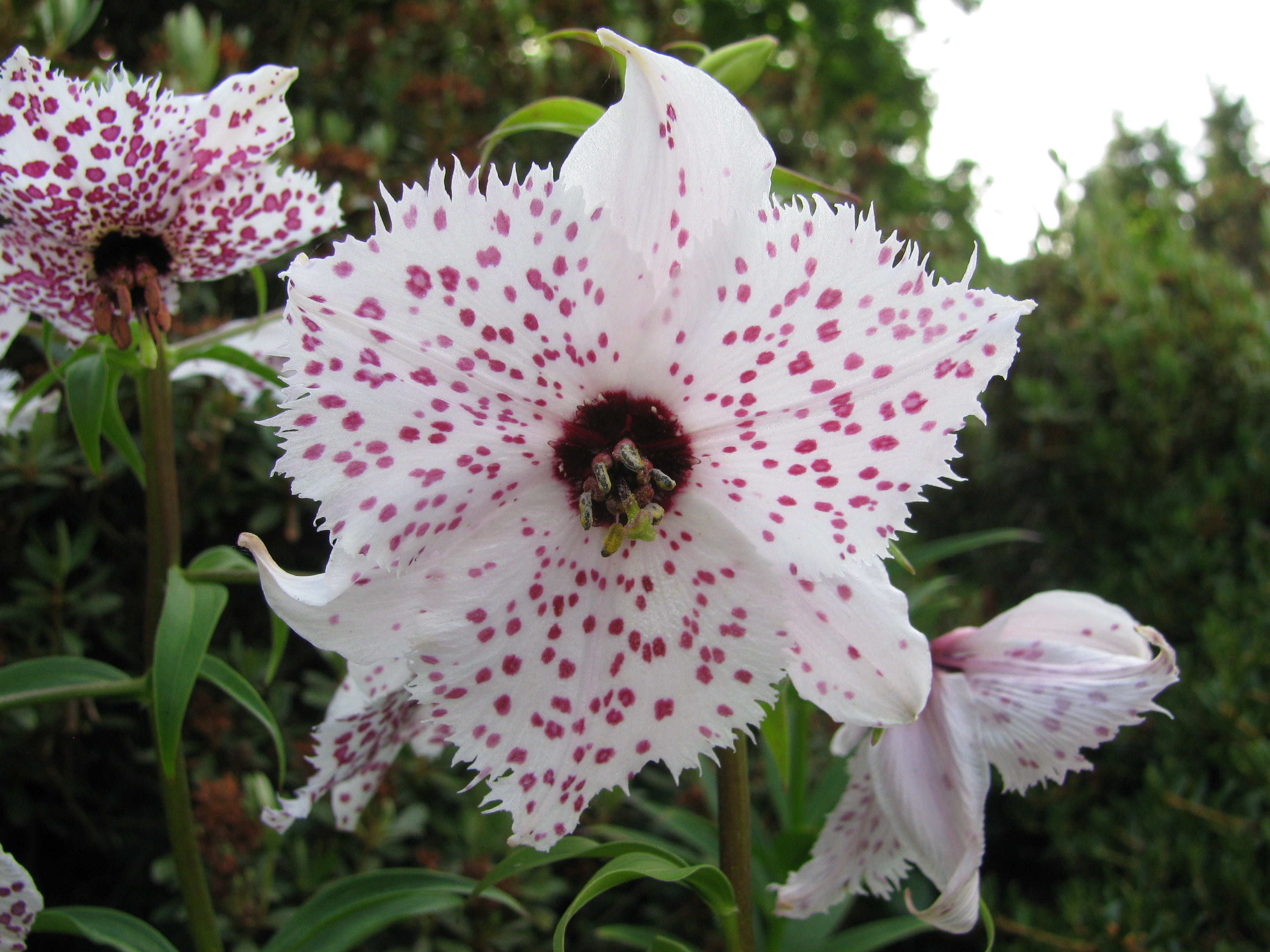 Nomocharis pardanthina, RBGE 2010, 2