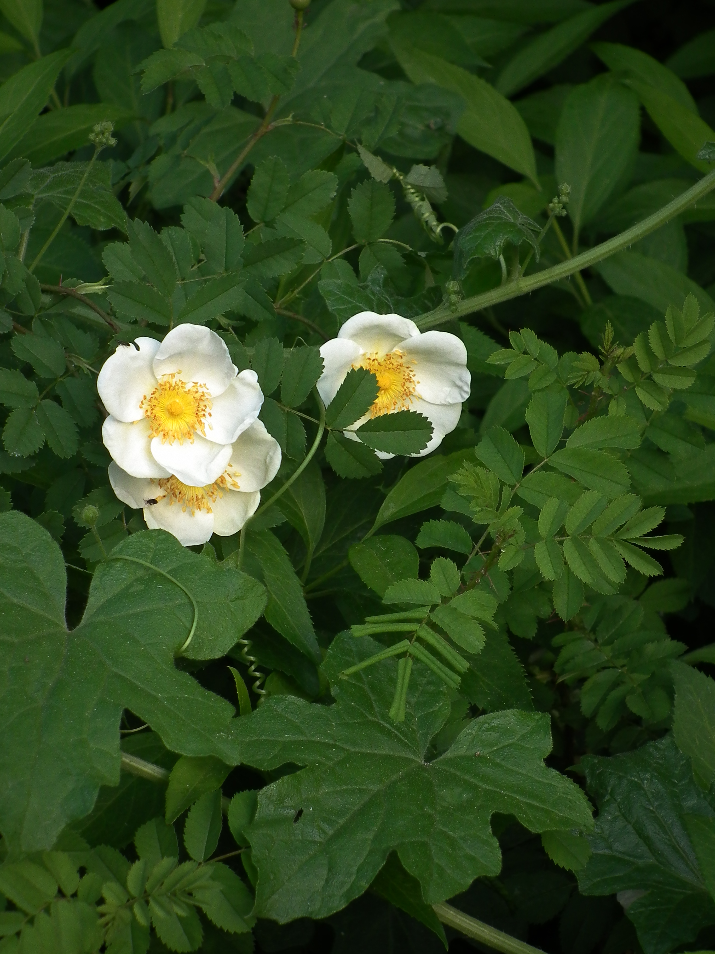 Nußloch wilde Heckenrose