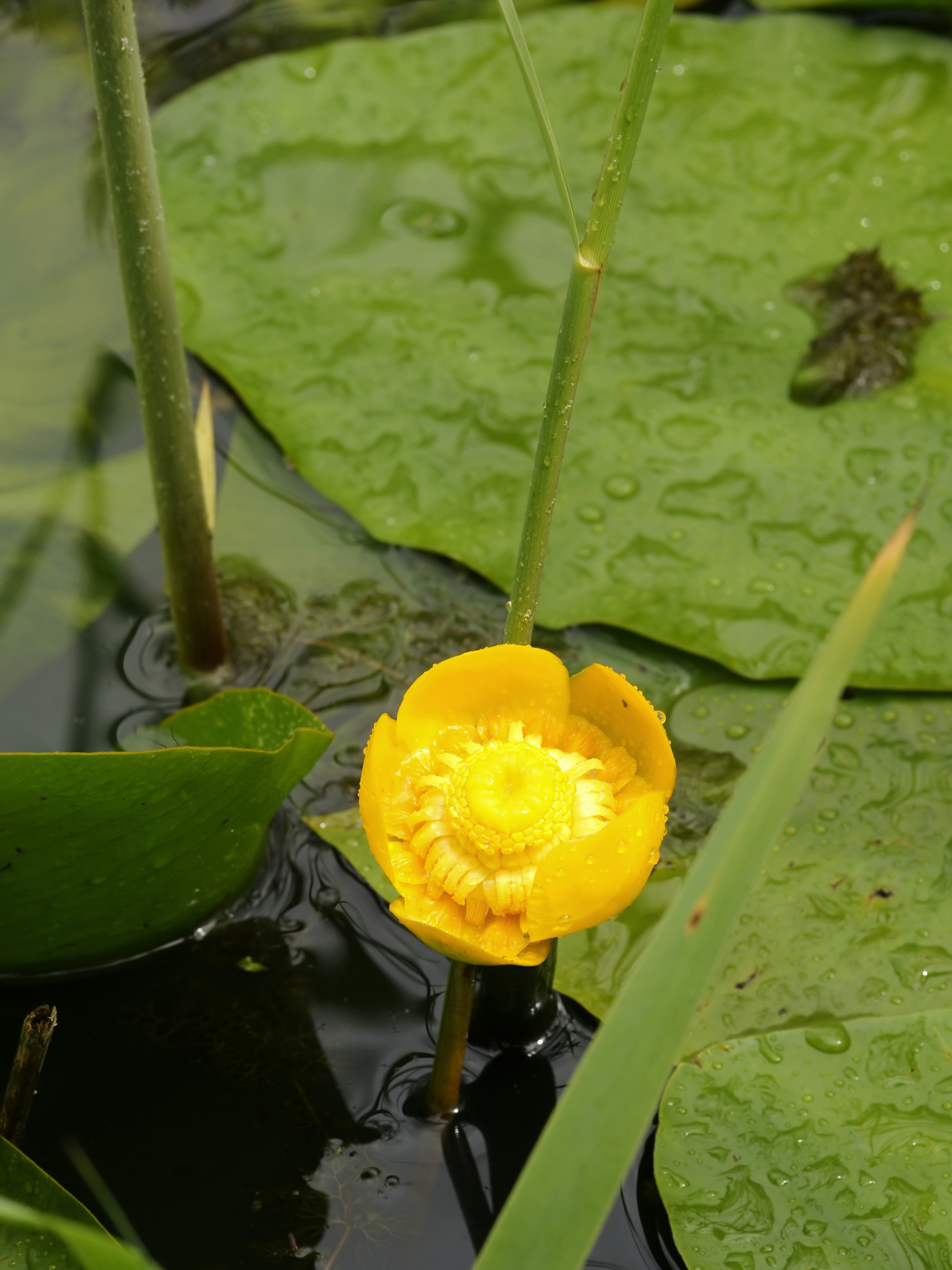 Nuphar lutea (flower)