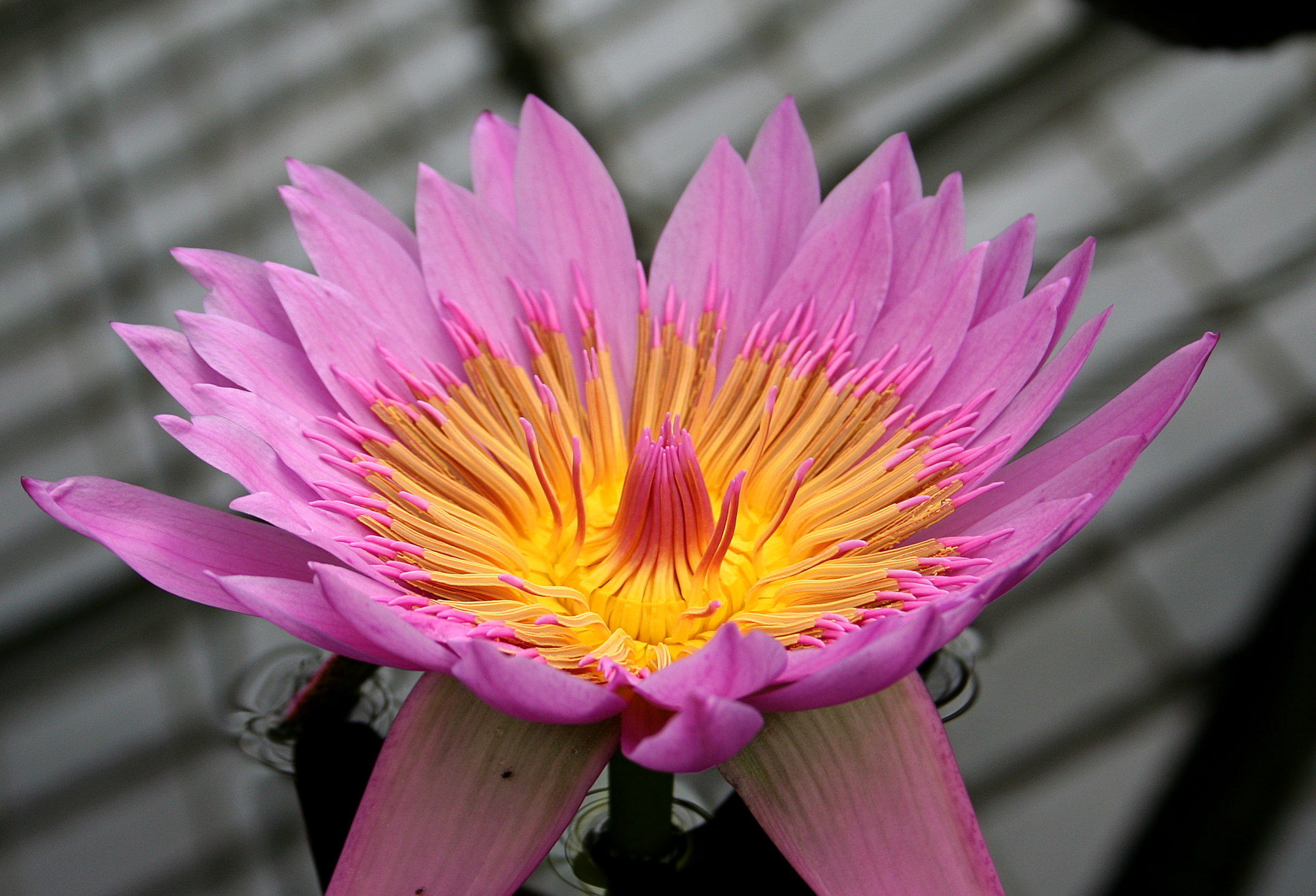 Nymphaea