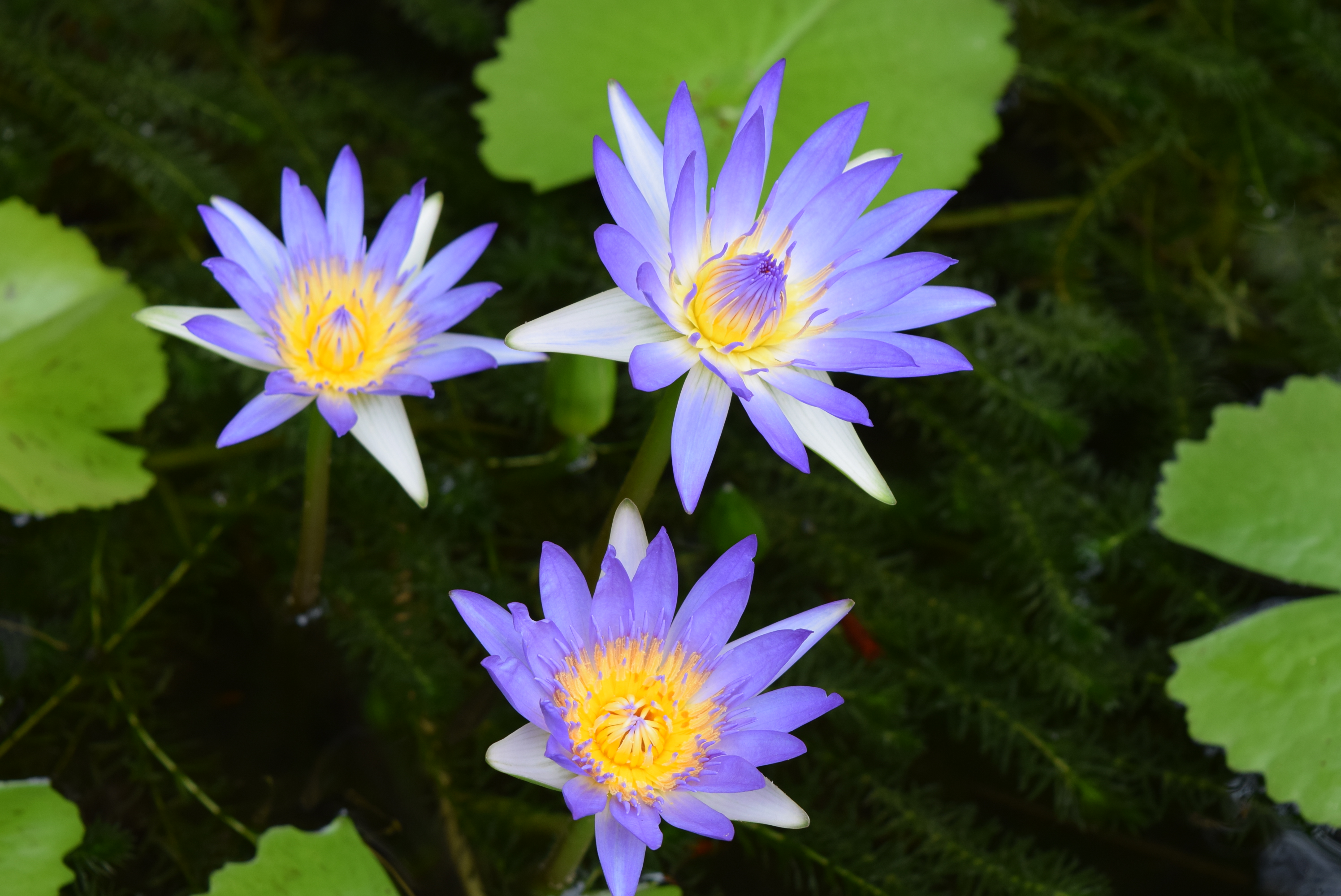 Nymphaea - 19