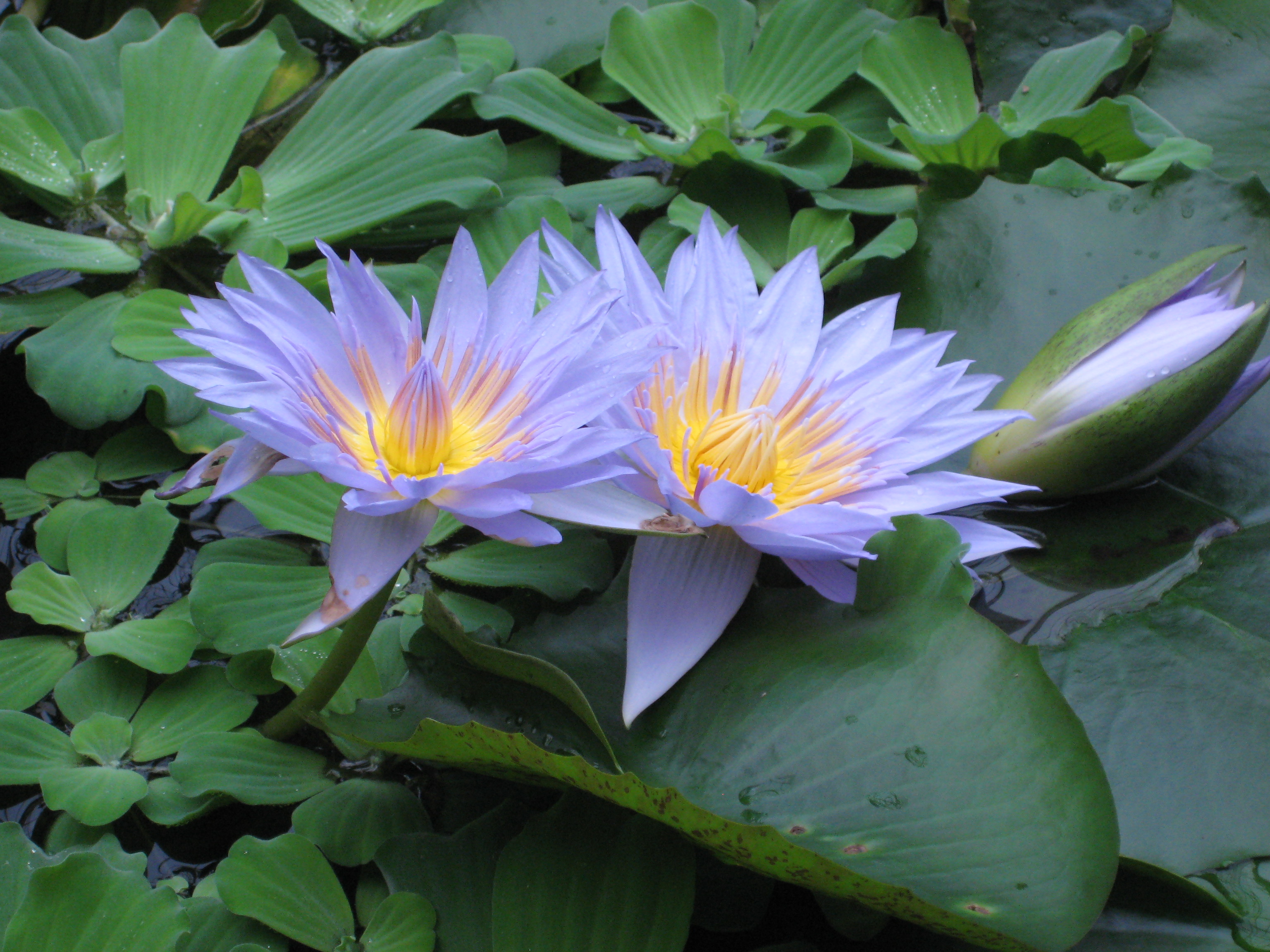 Nymphaea 'Pamela', RBGE 2009, 3