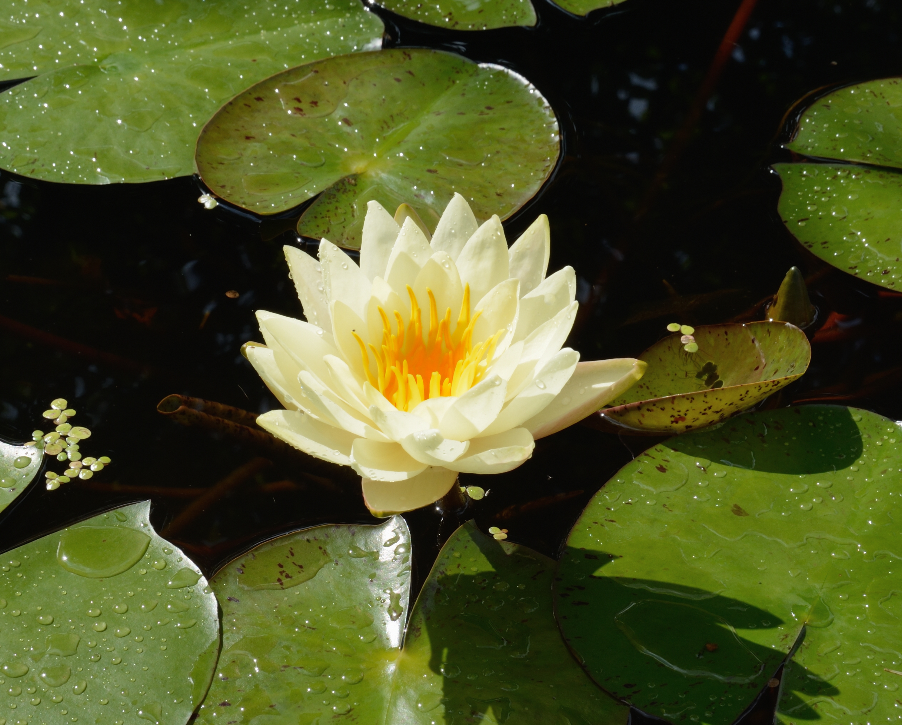 Nymphaea alba flower-and-leaves-DSC 3326w