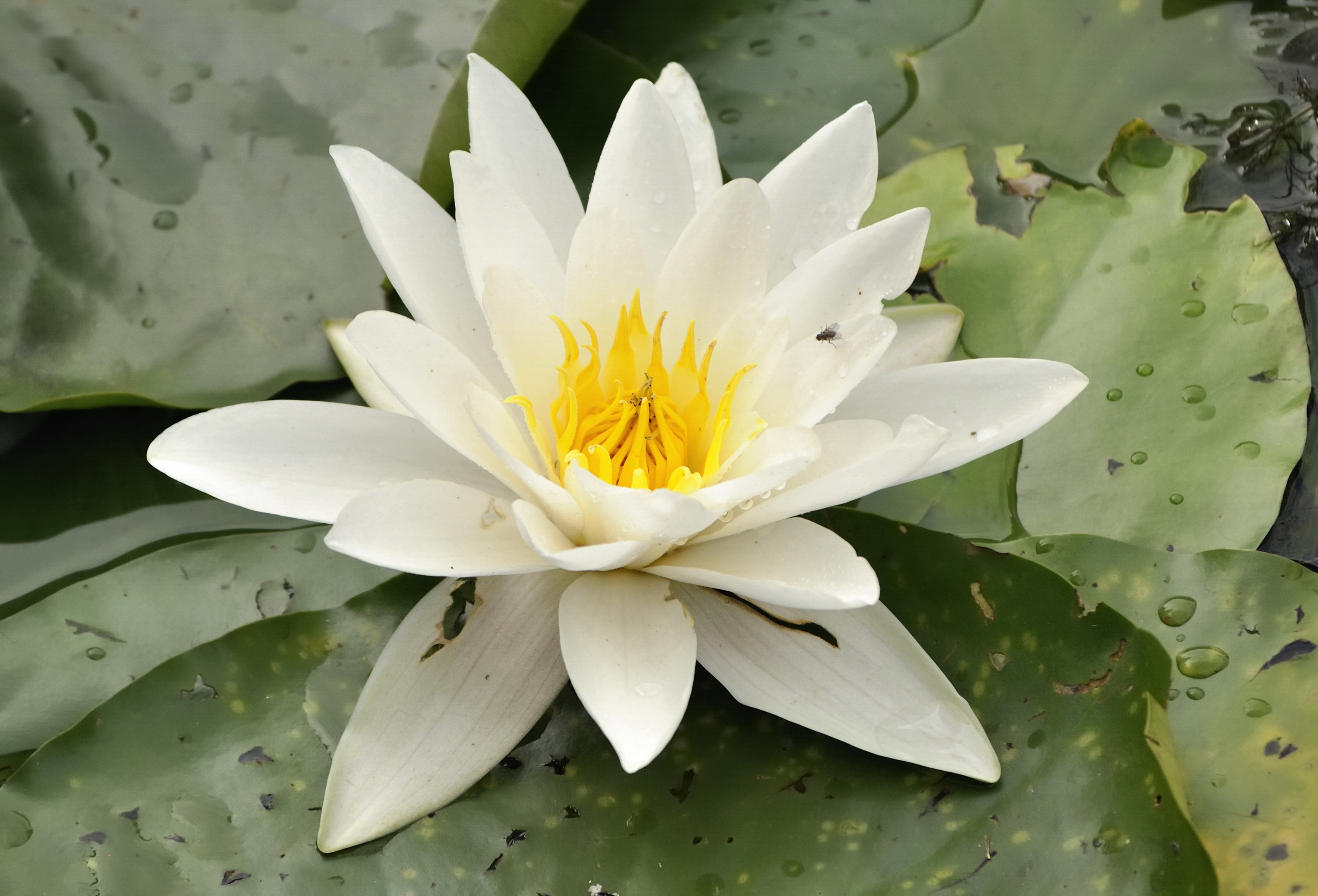 Nymphaea alba in Duisburg