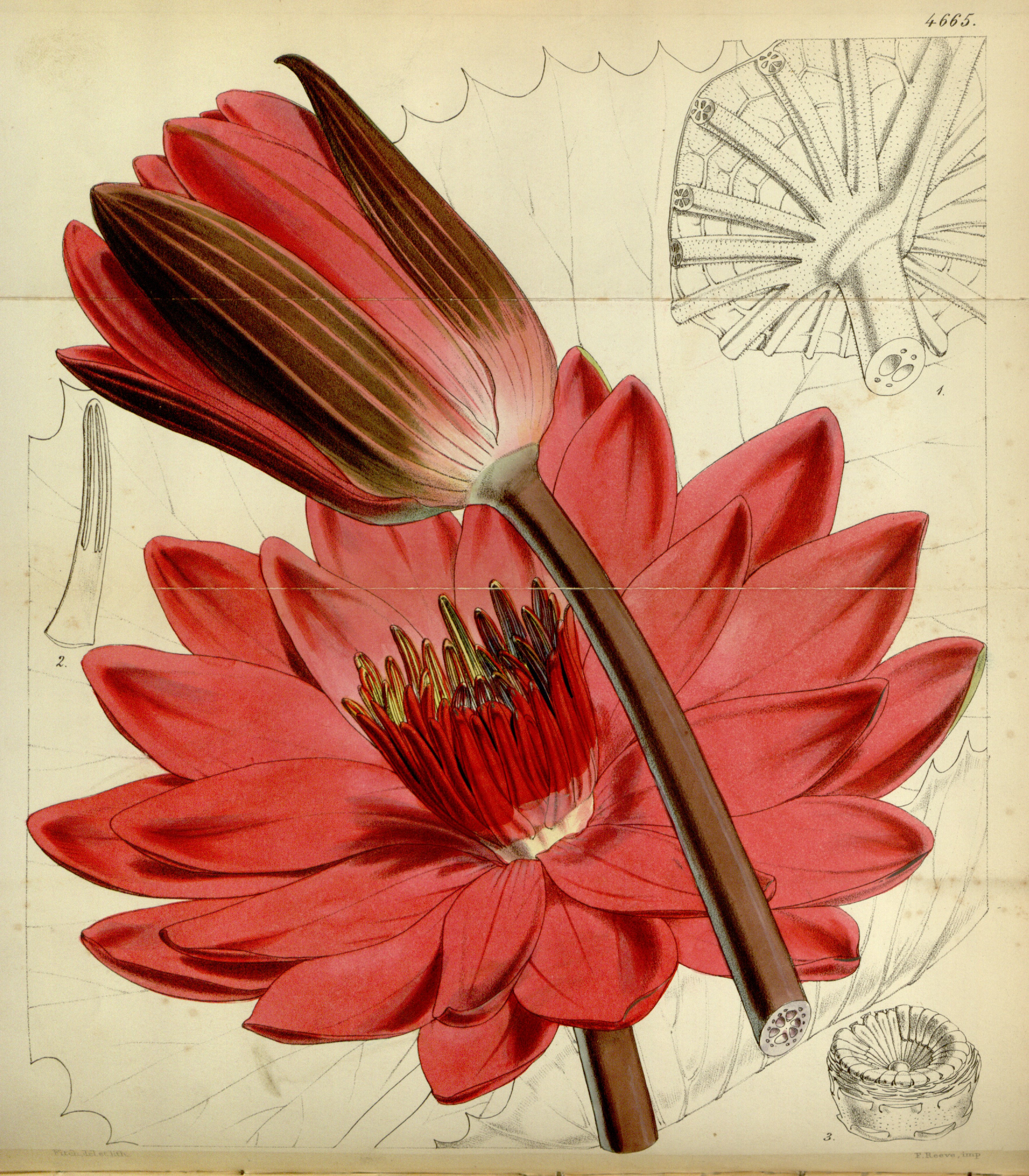 Nymphaea devoniensis Bot. Mag. 78. 4665. 1852