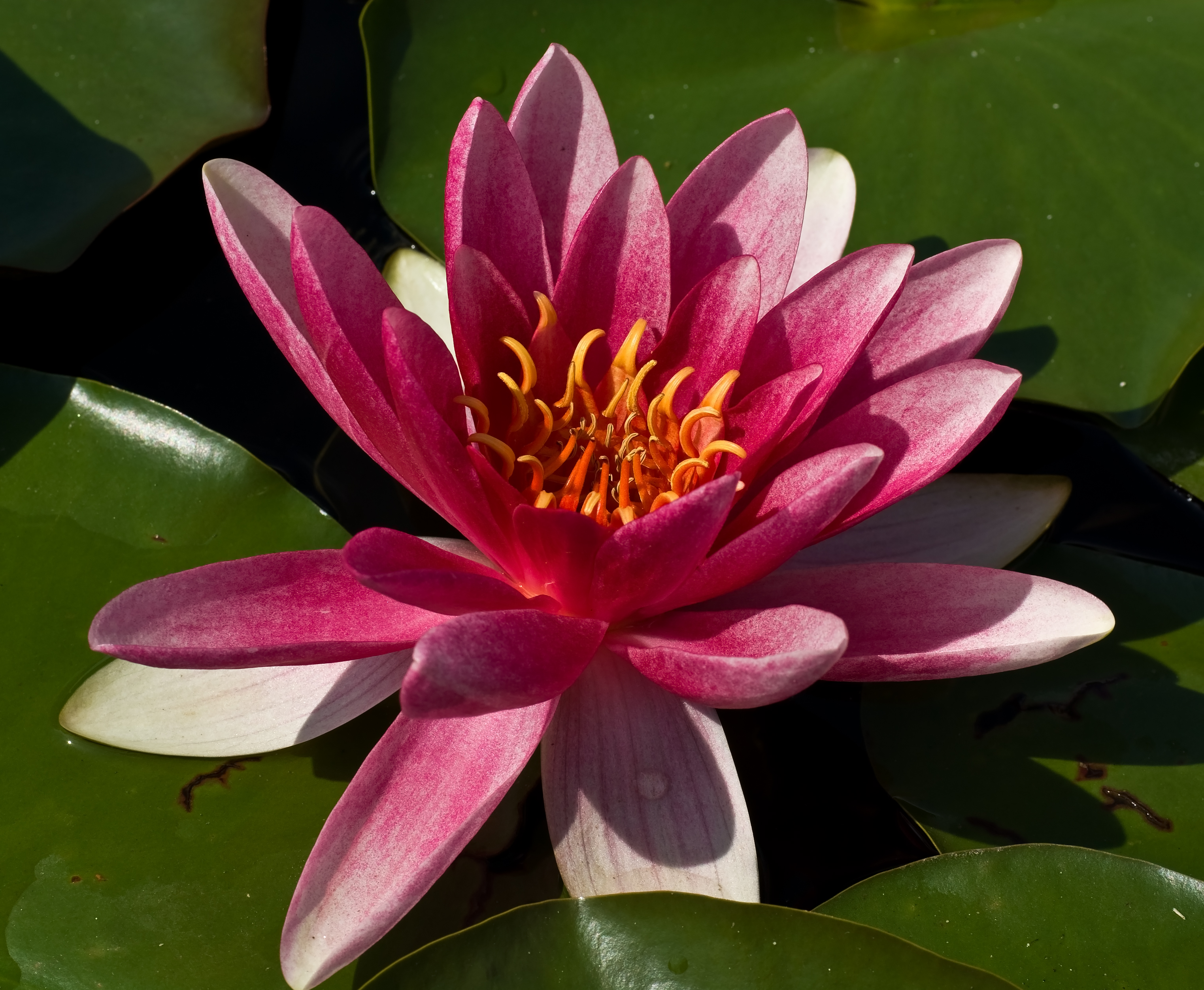 Nymphaea flower Botanical Garden Munich Nymphenburg IMGP1547