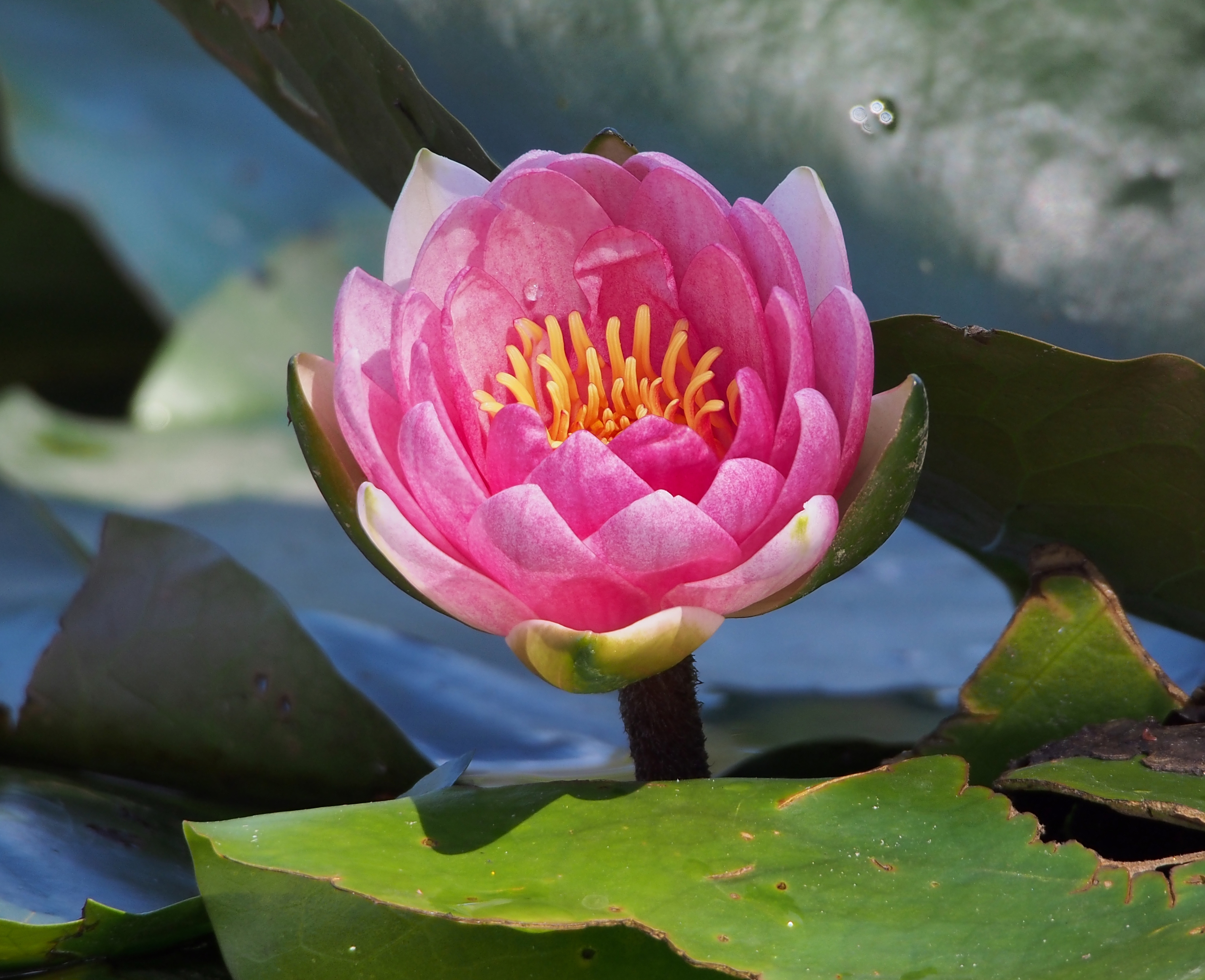 Nymphaea Laydekeri Purpurata