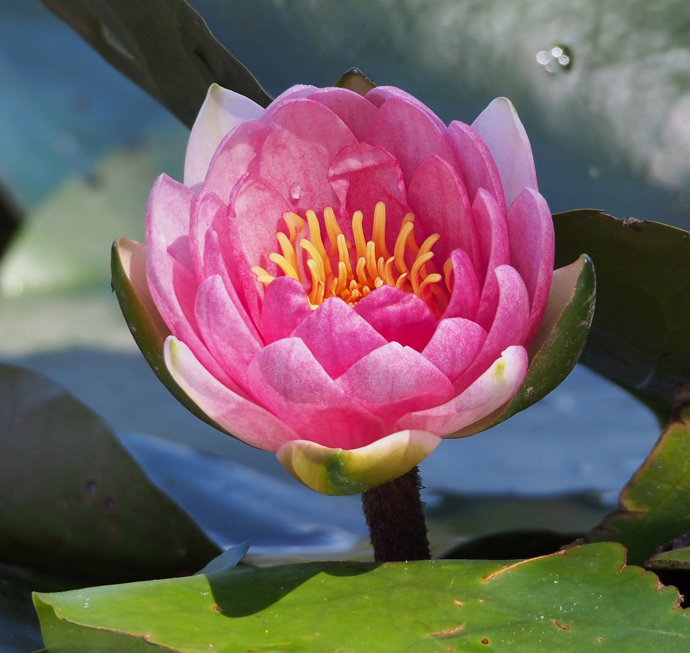 Nymphaea Laydekeri Purpurata (park Tivoli)