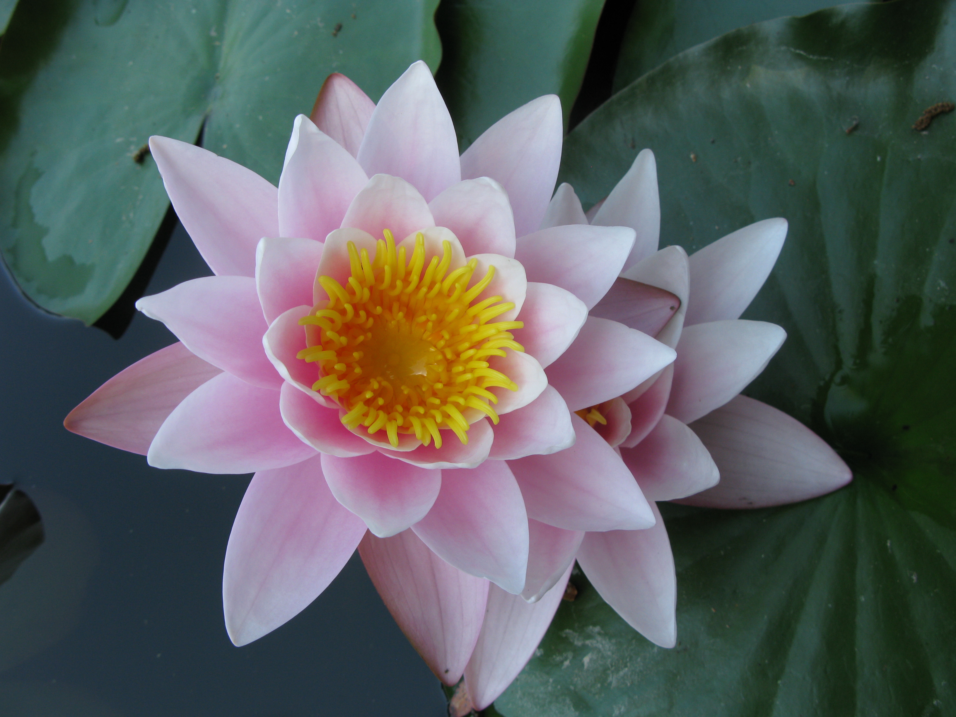 Nymphaea sp. Nikitsky Botanical Garden, Crimea