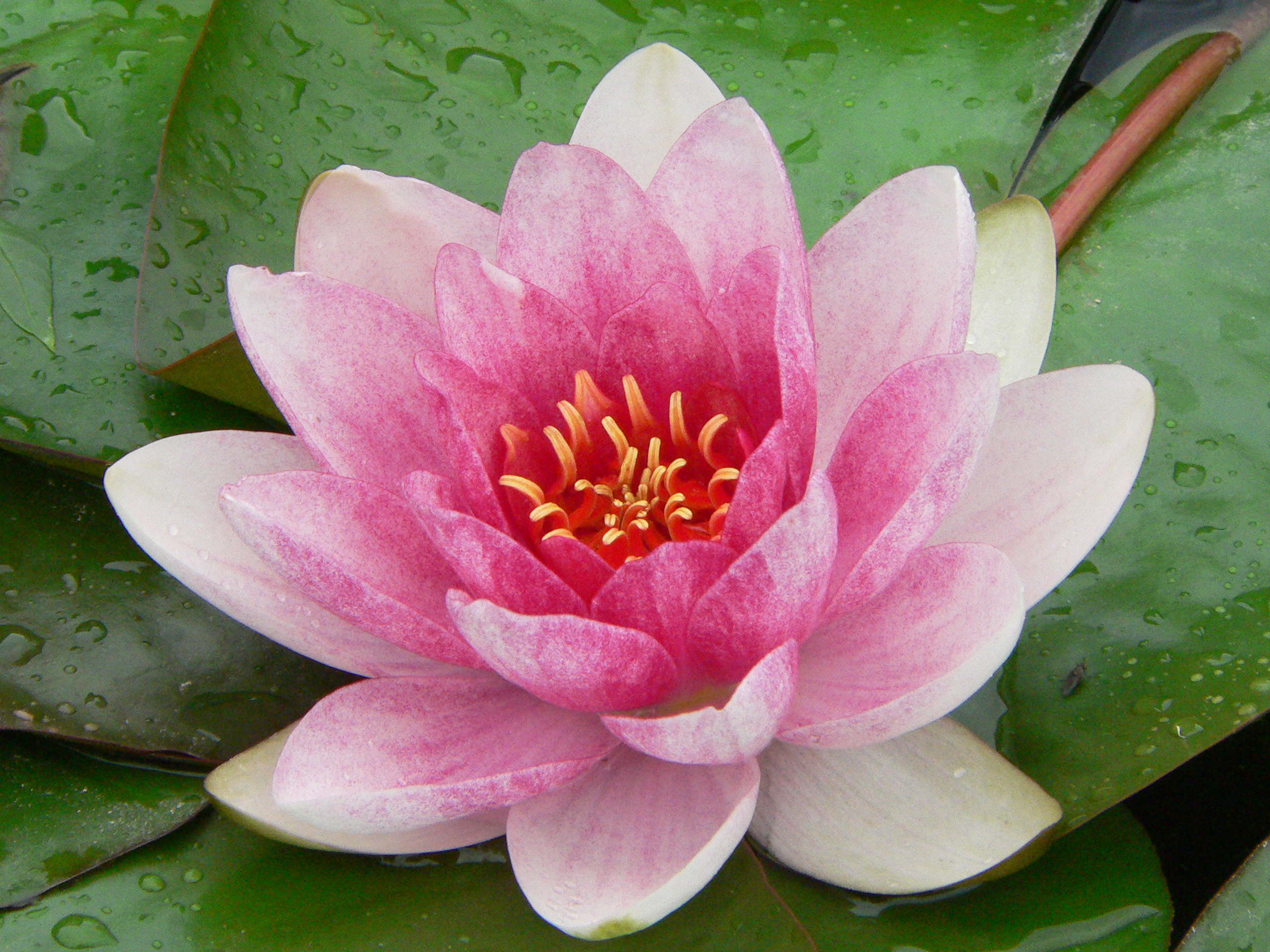 Nymphaea tetragona