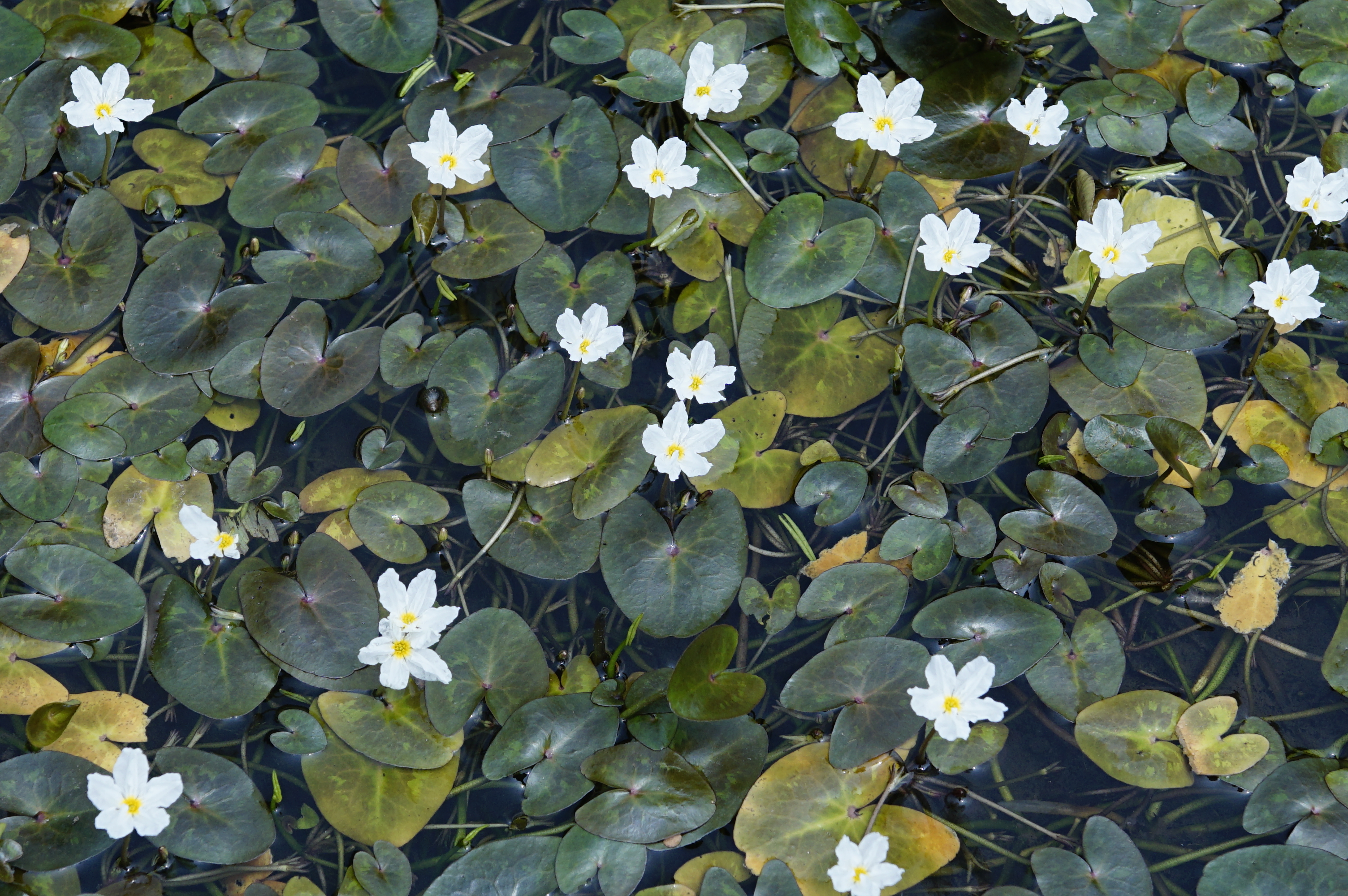 Nymphoides hydrophylla 7896