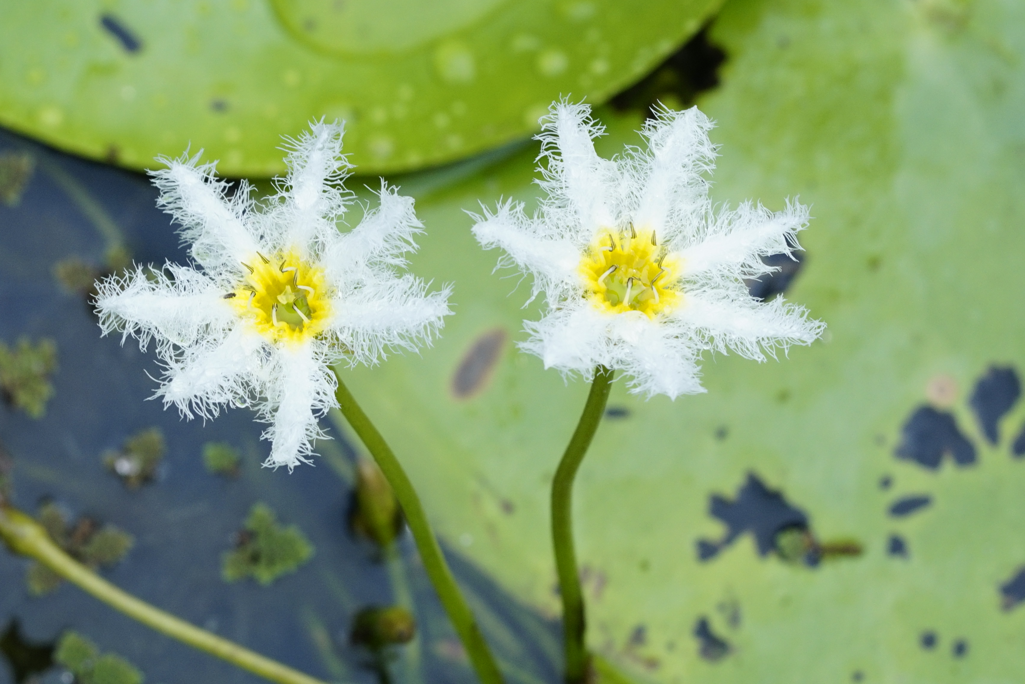 Nymphoides indica 9687