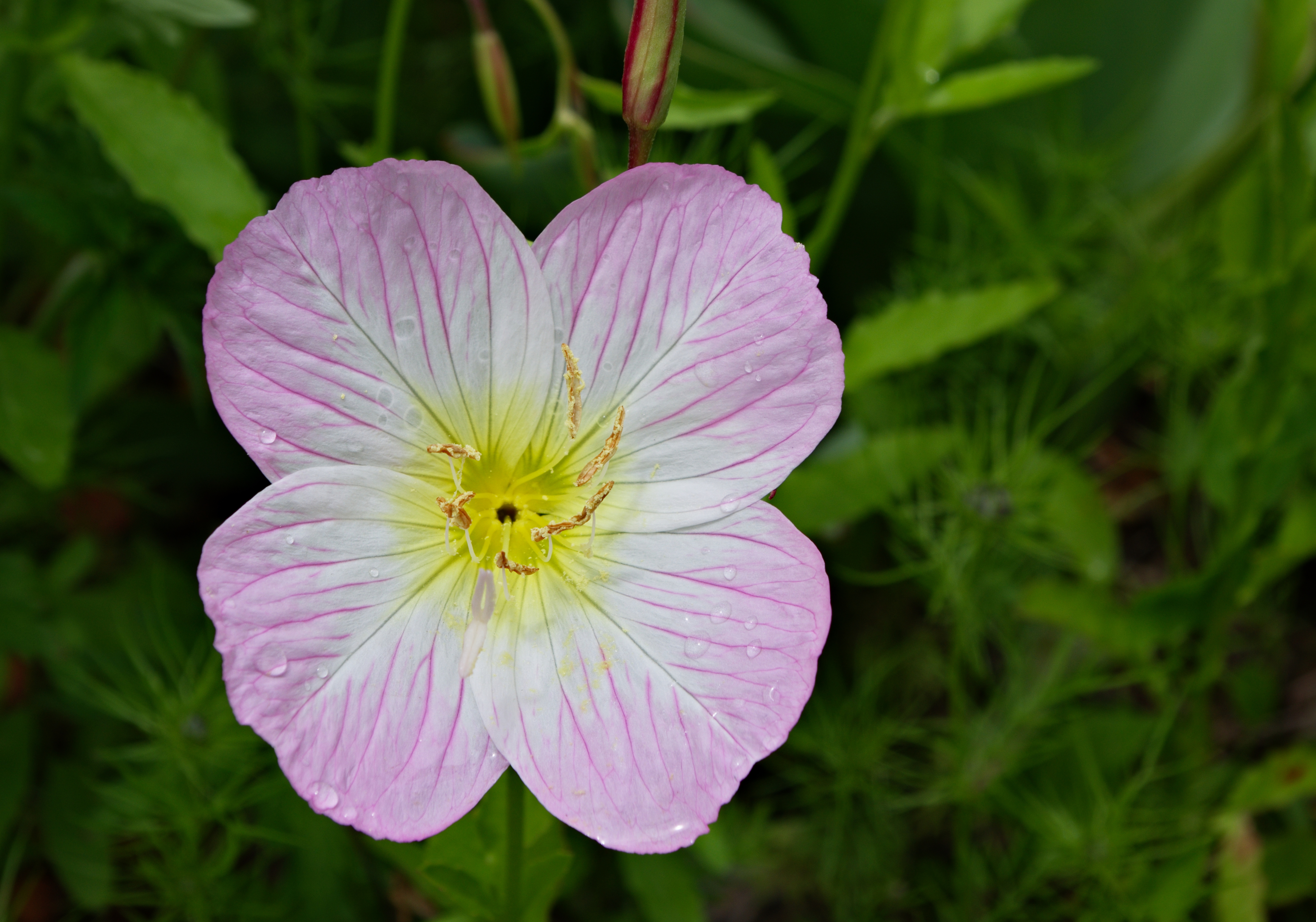 Oenothère rose FR 2012