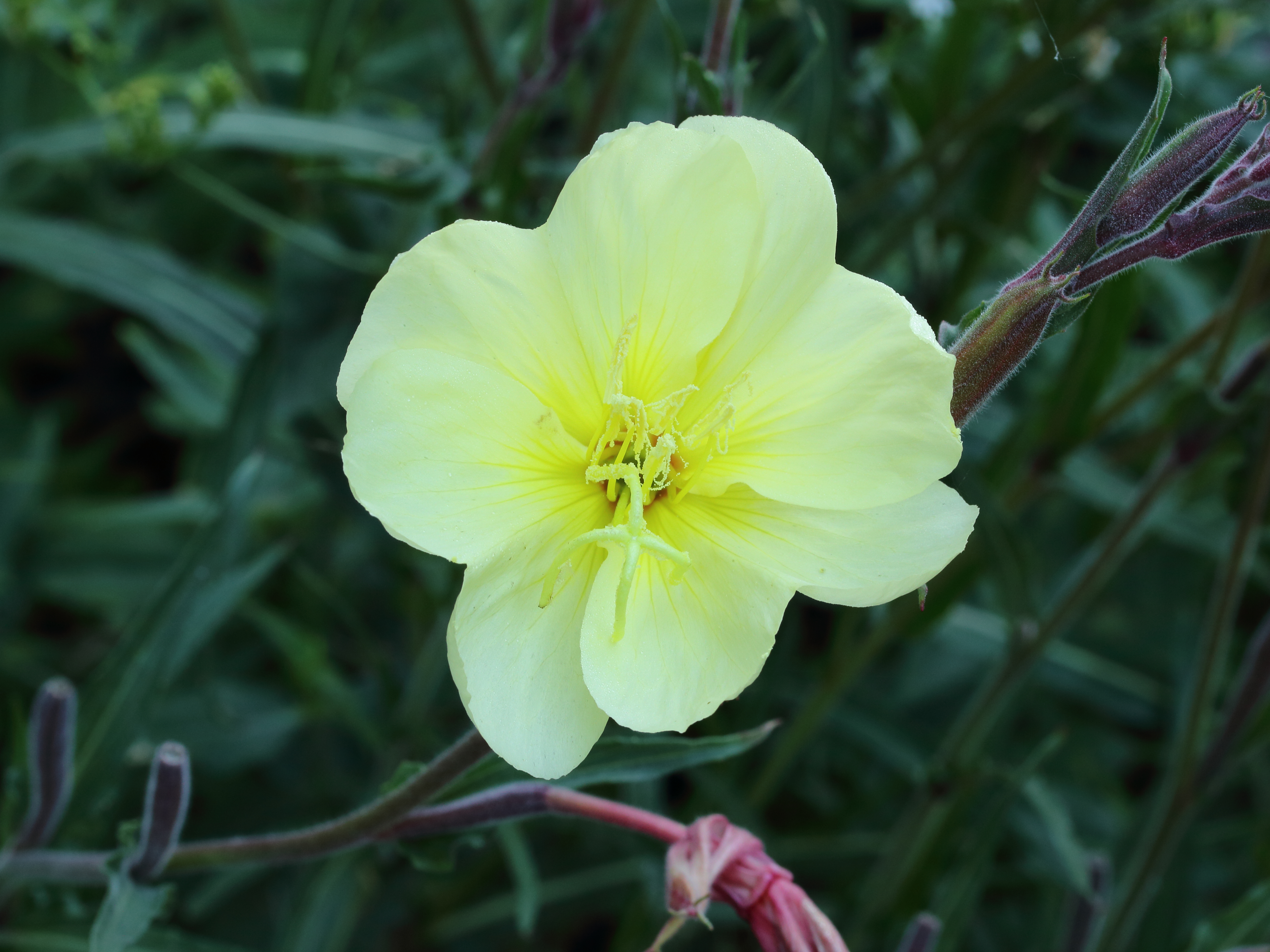 Oenothera stricta