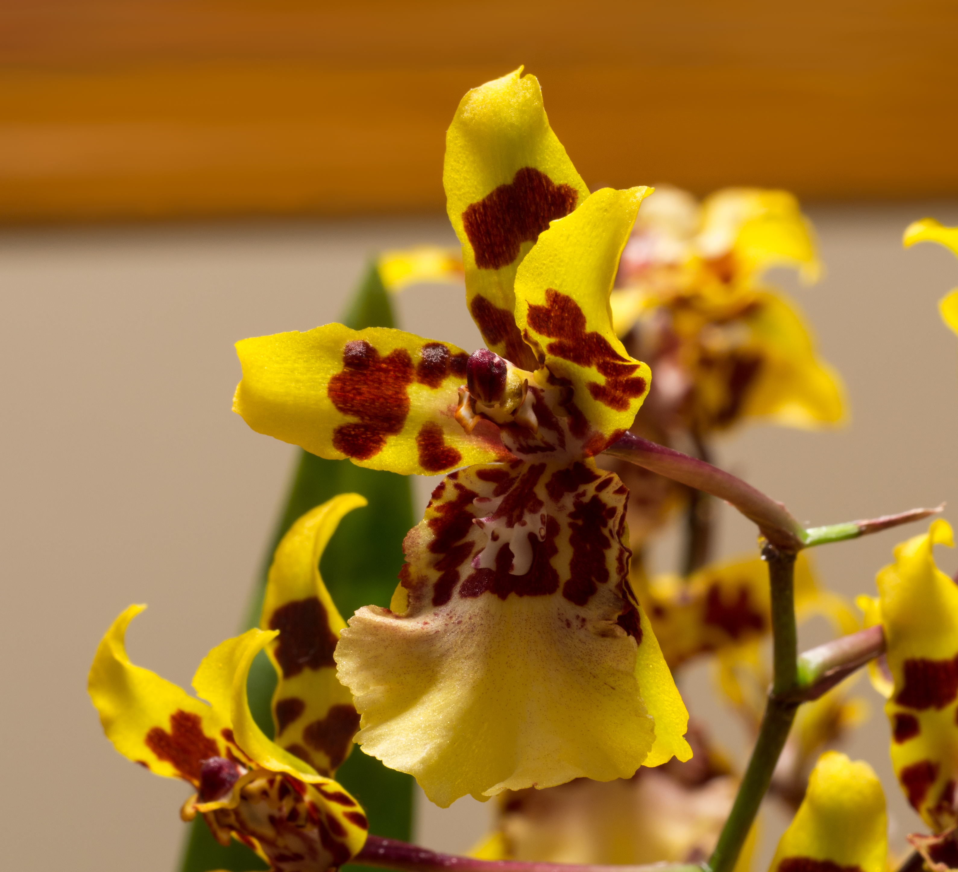 Oncidium sphacelatum (42110)