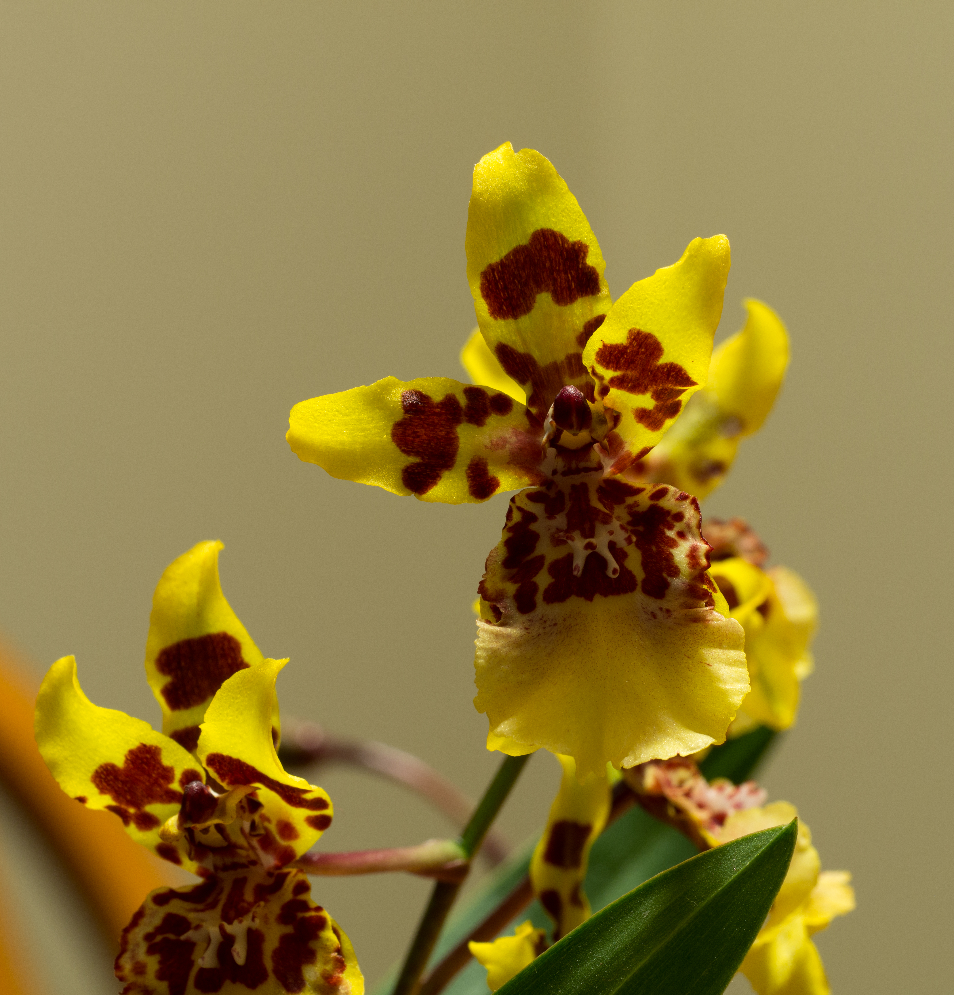 Oncidium sphacelatum (42115)