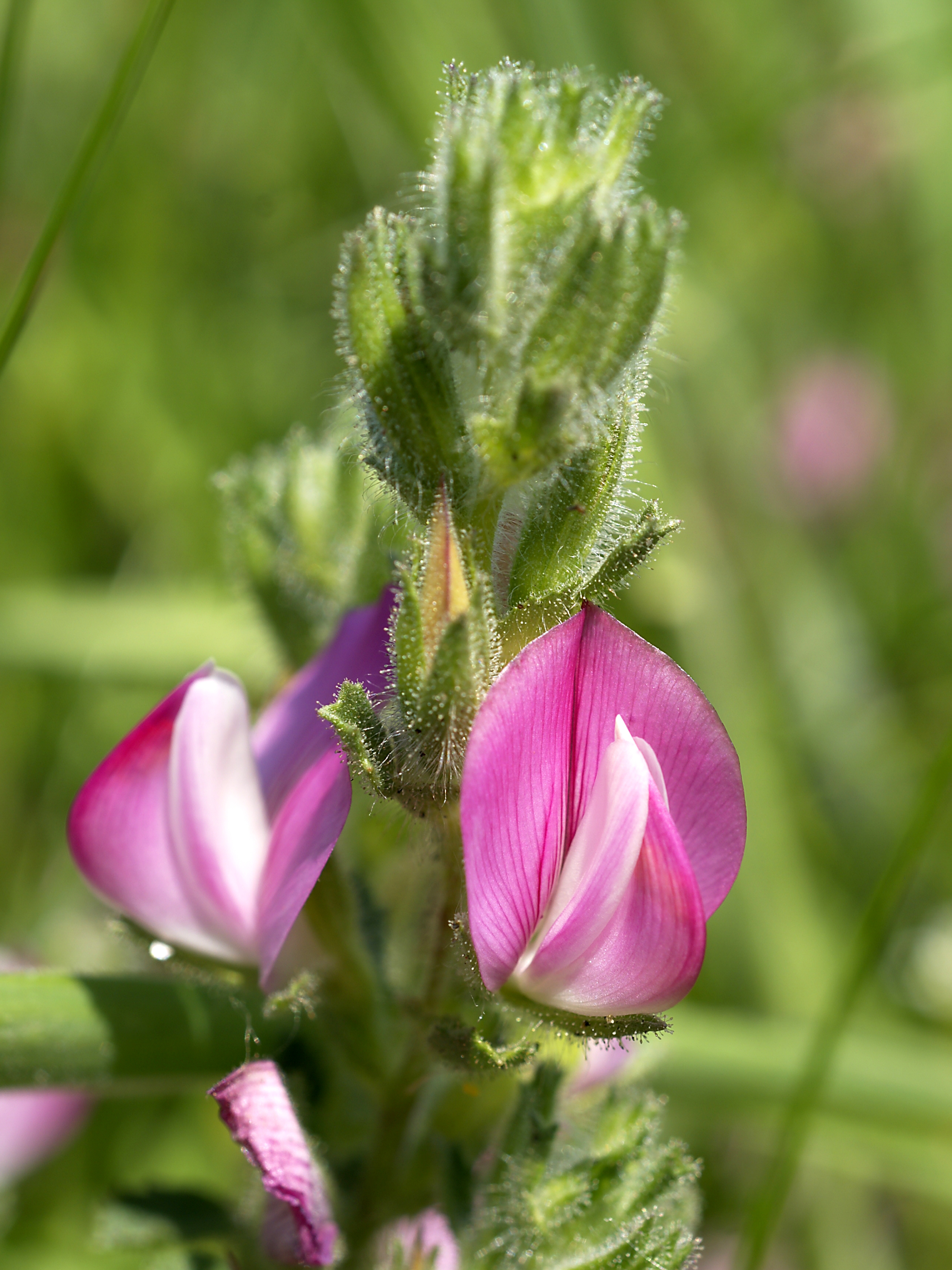 Ononis repens (flowers)