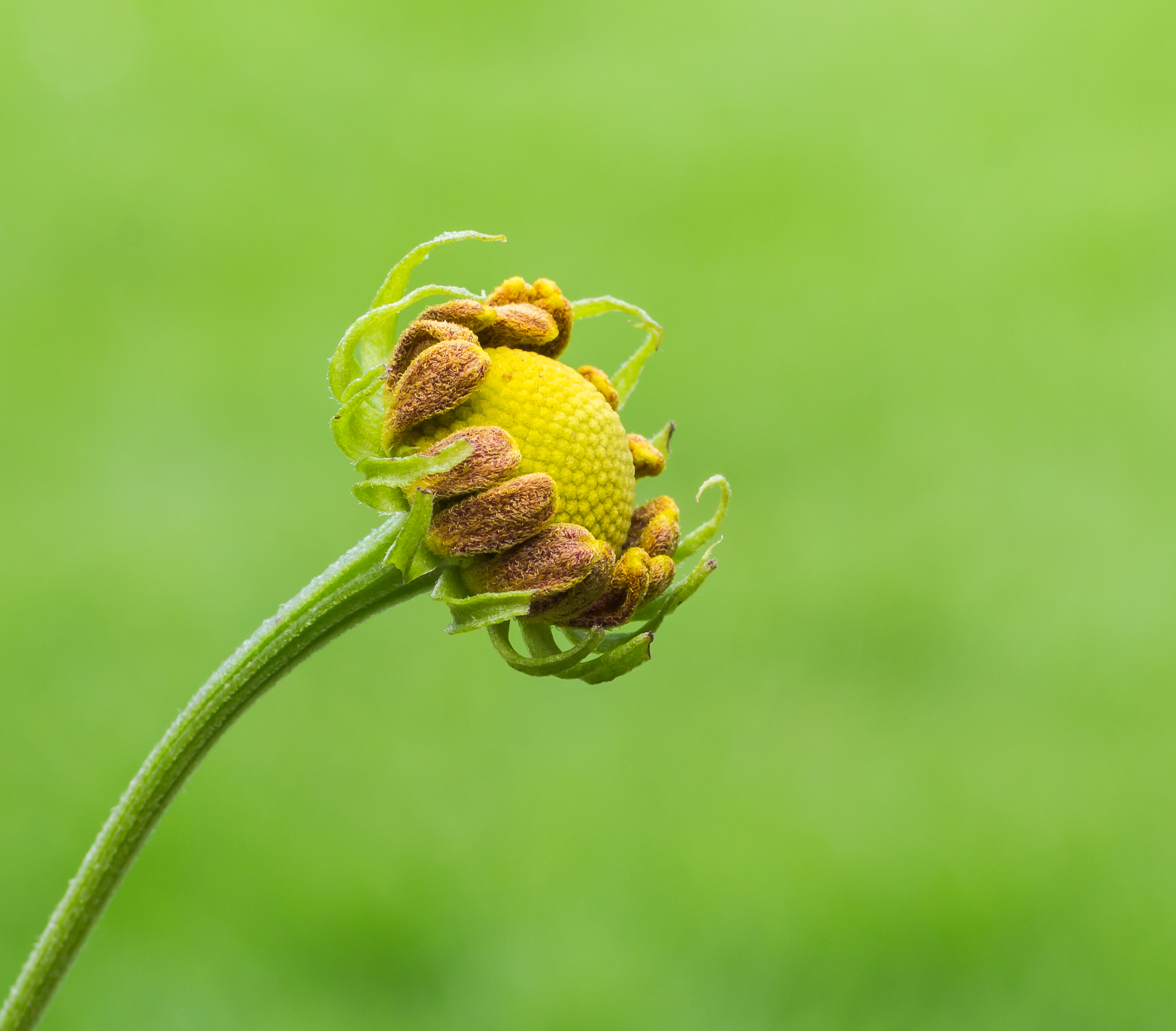 Ontluikende bloemknop van Helenium 'Rauchtopas' Familie Asteraceae