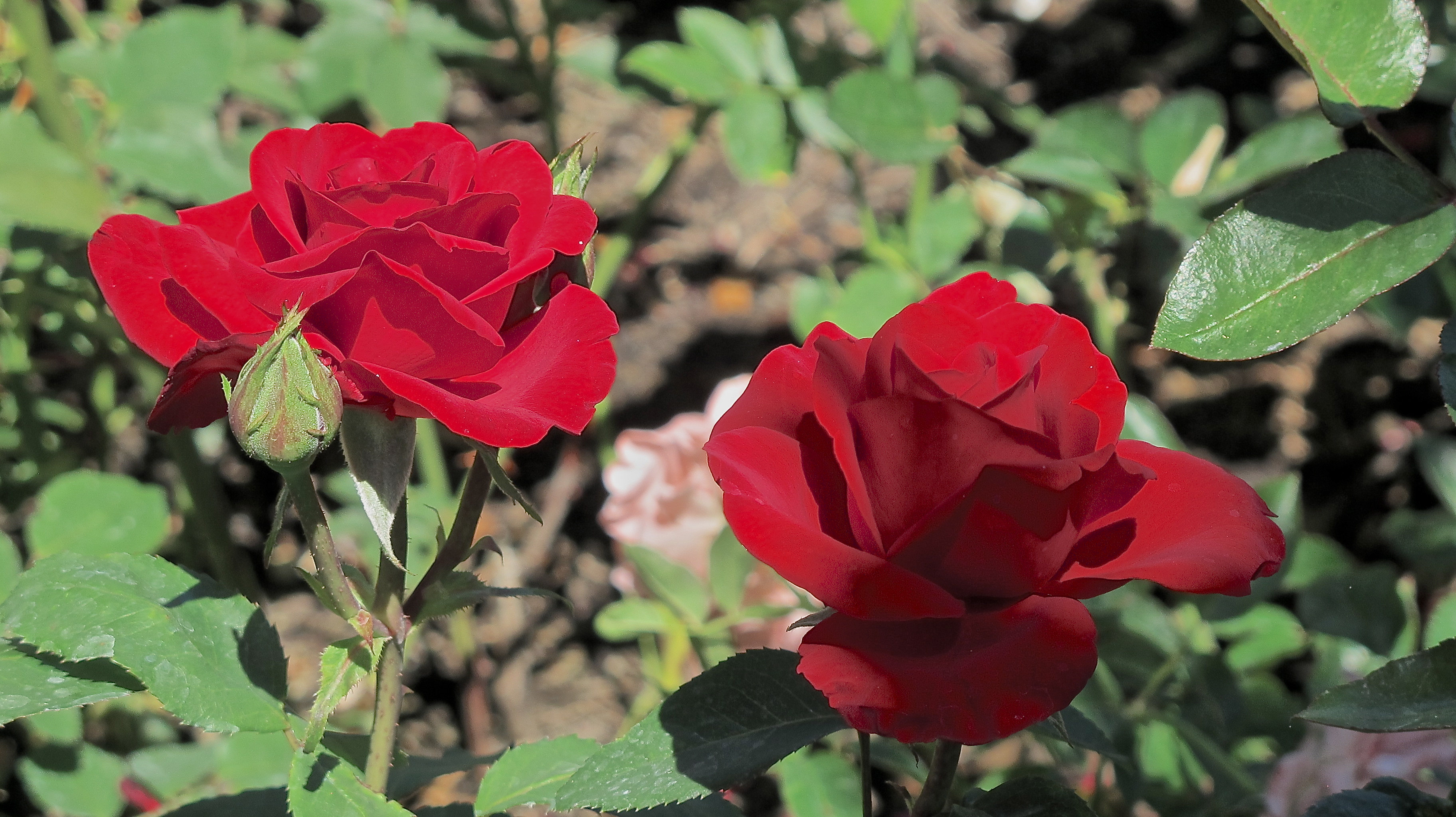 Opening Night Rose