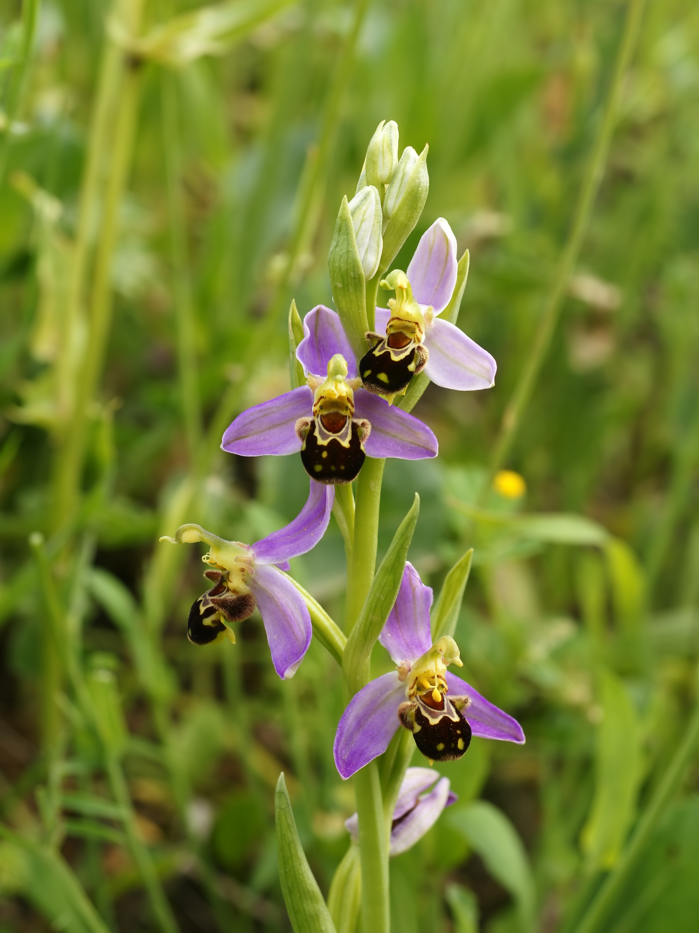Ophrys apifera (autopollination)