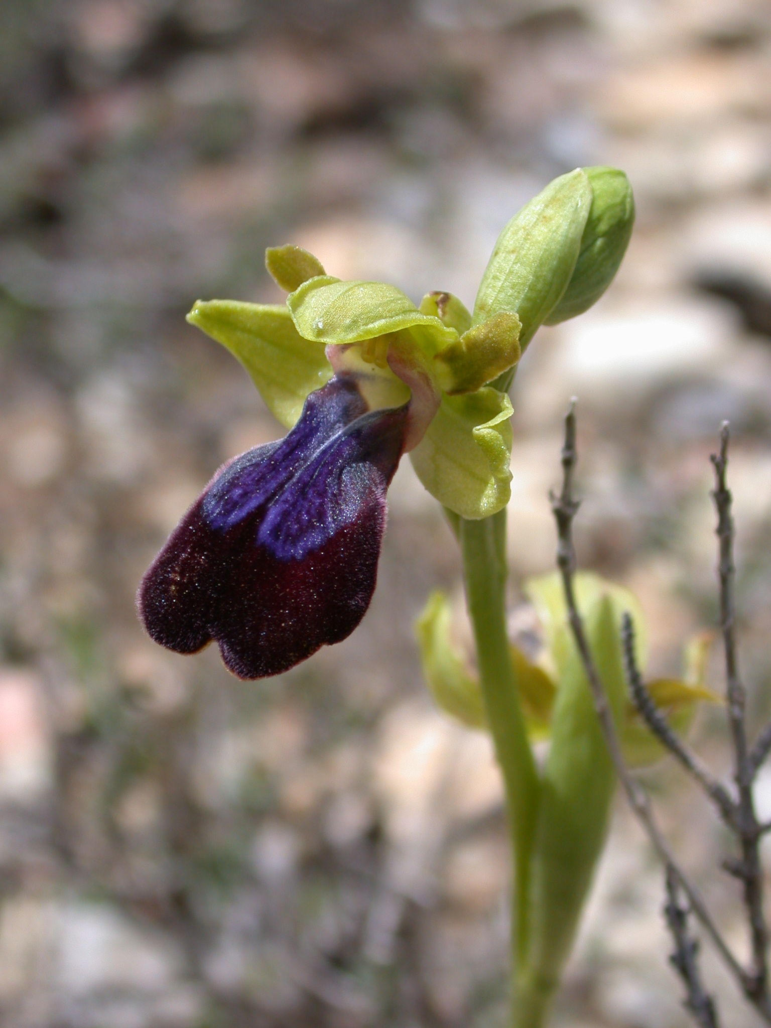 Ophrys iricolor 1