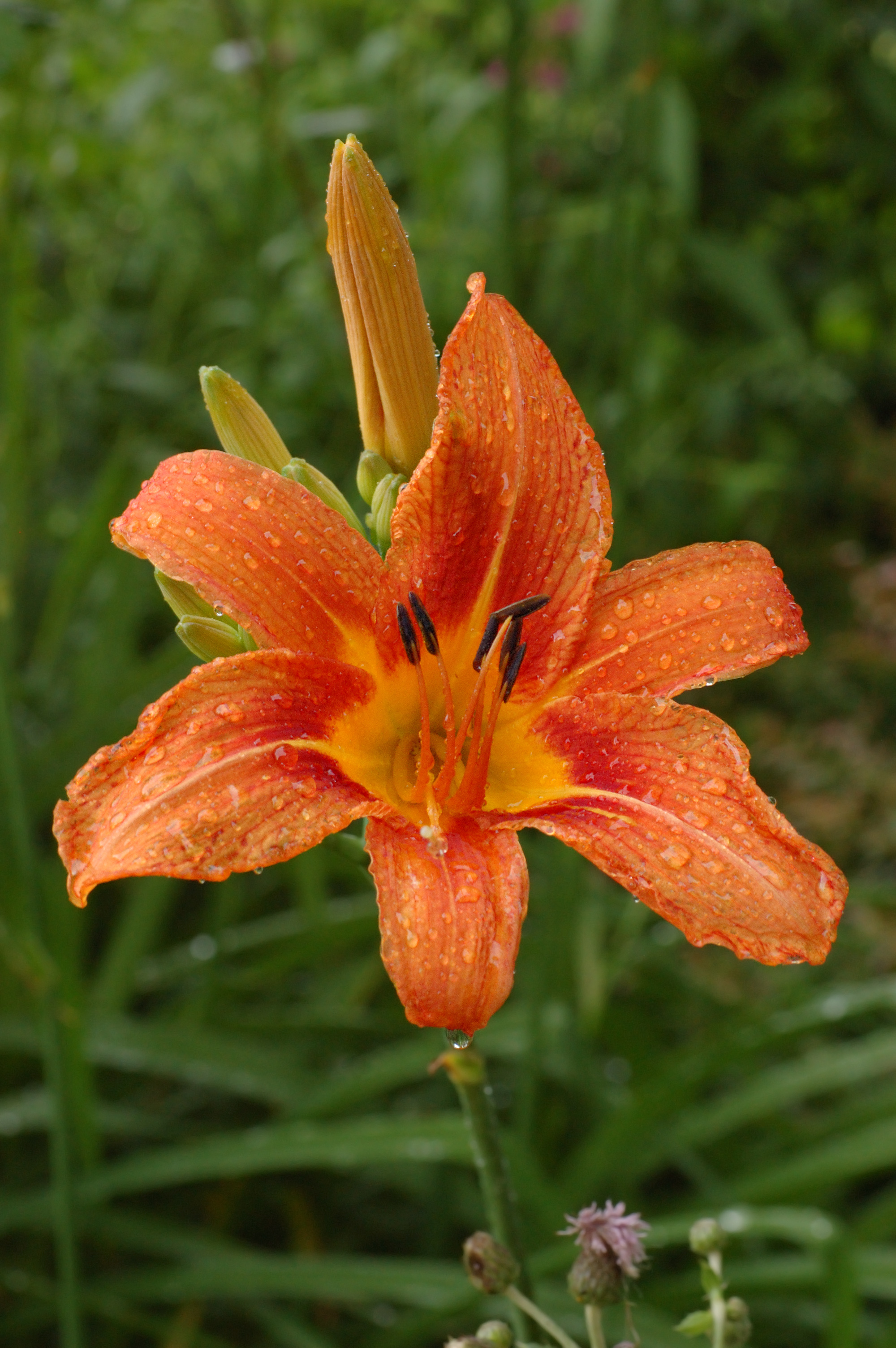 Orange DayLily Hemerocallis sp Raindrops 2000px
