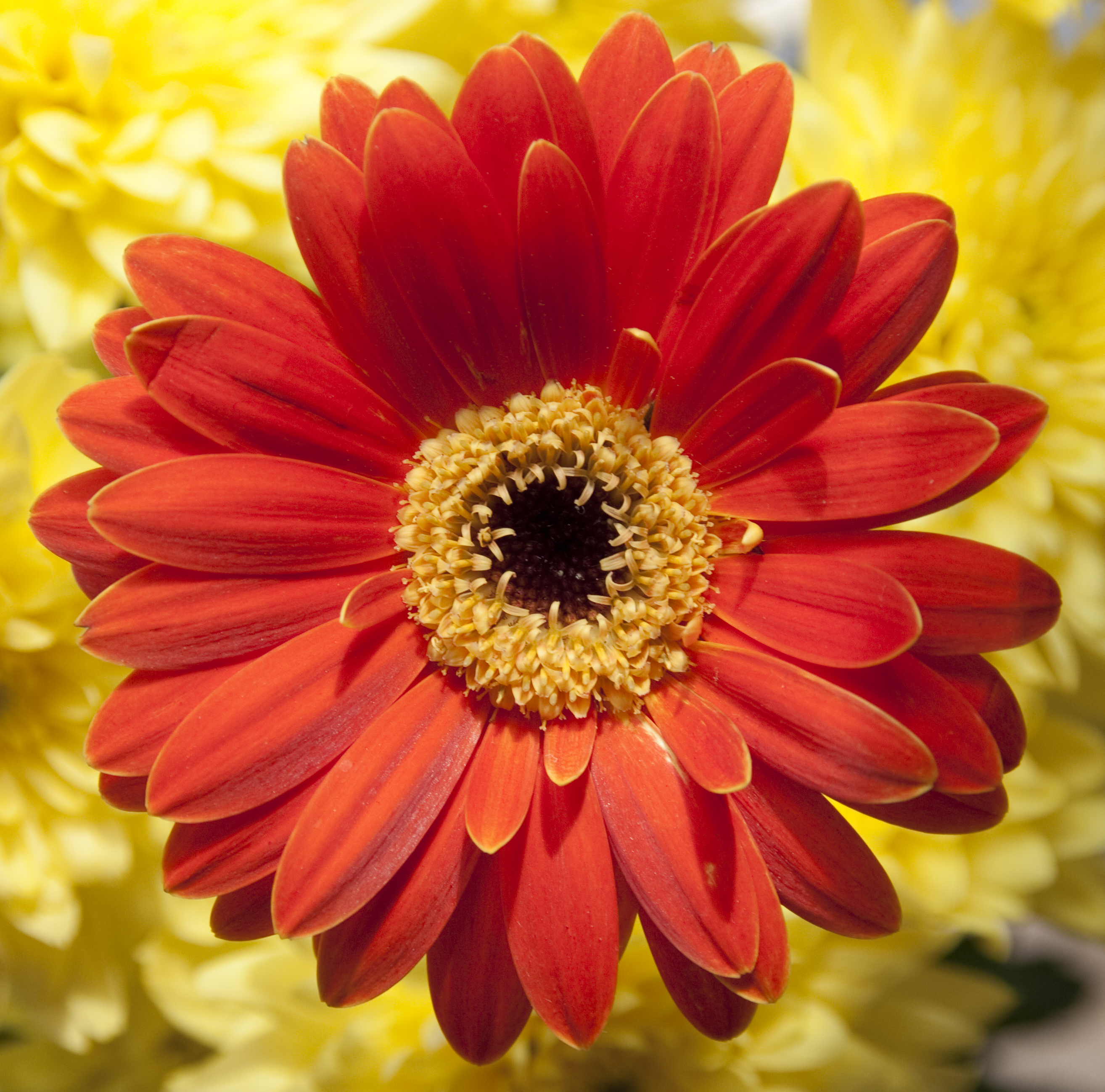Orange flower (3604505799)