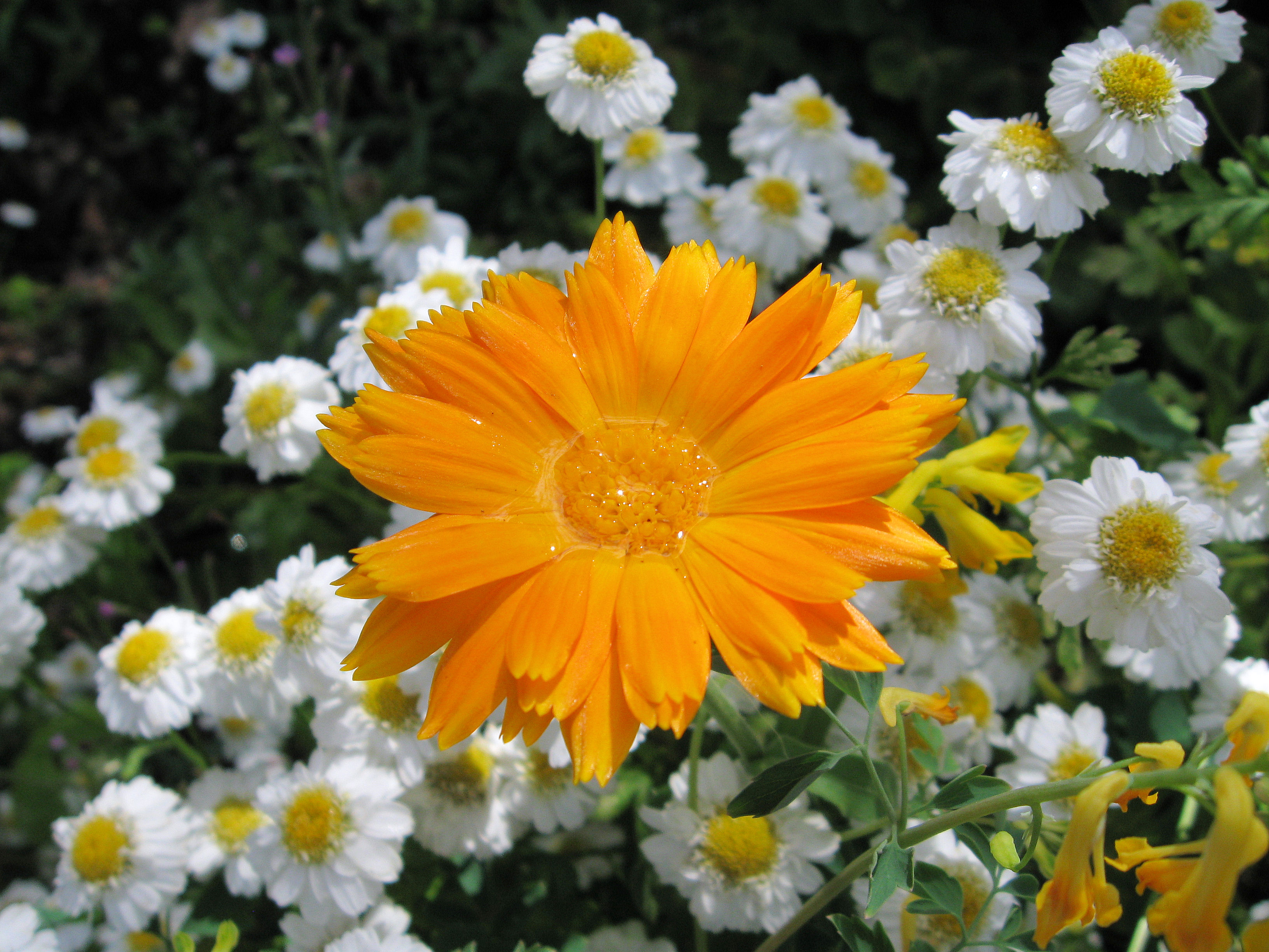 Orange flower with water