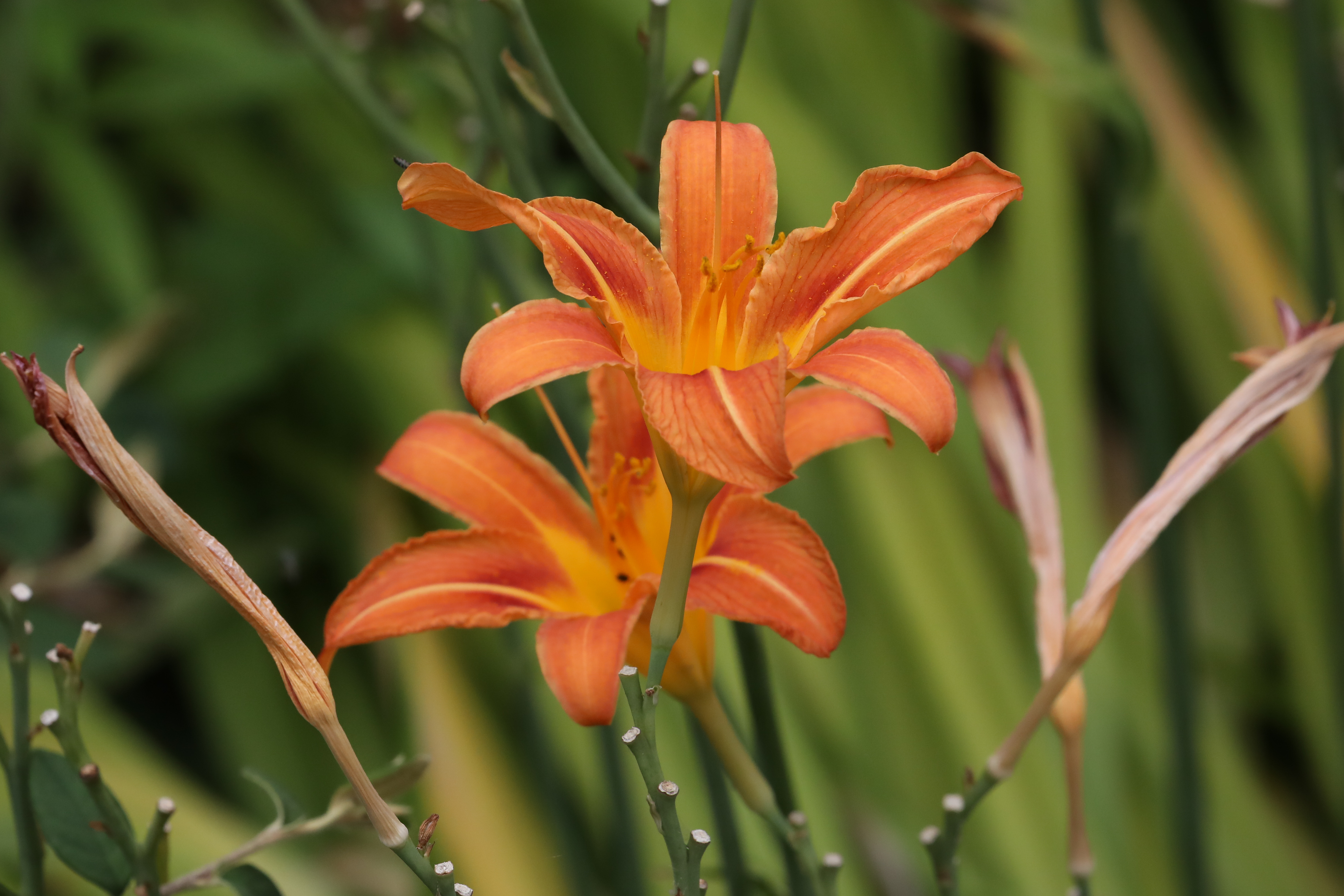 Orange hemerocallis