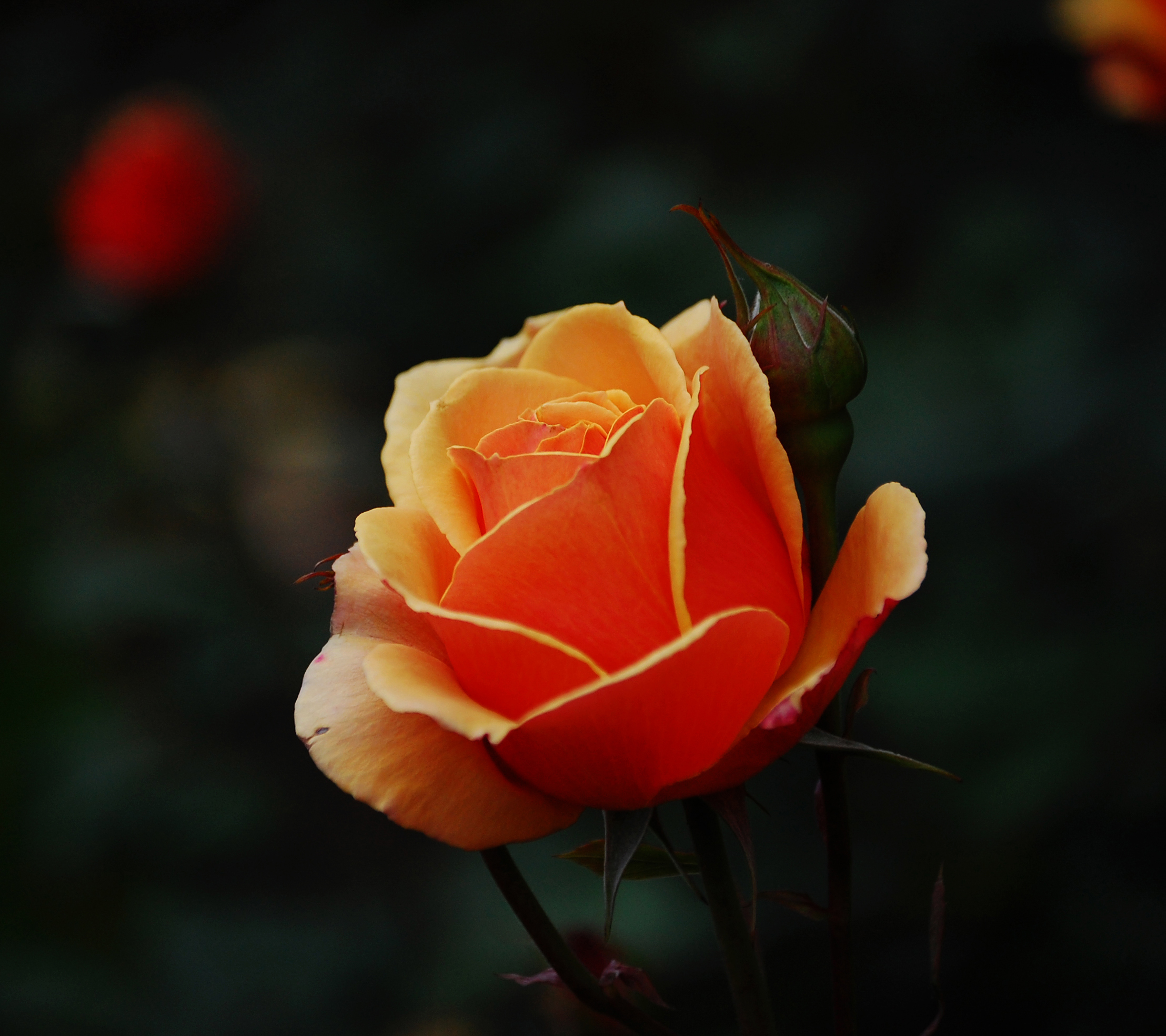 Orange Rose2