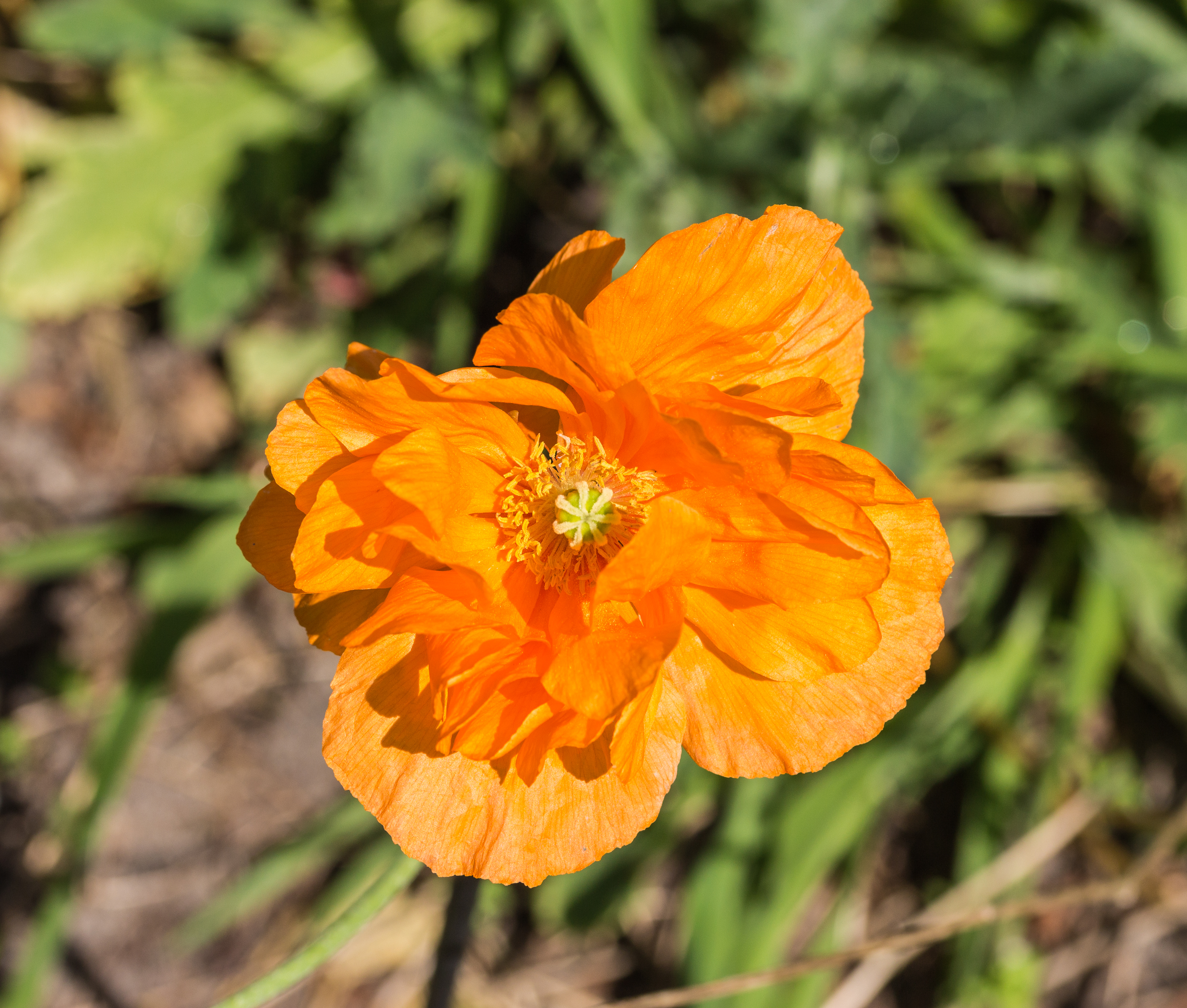 Oranje Papaver orientale. actm 02
