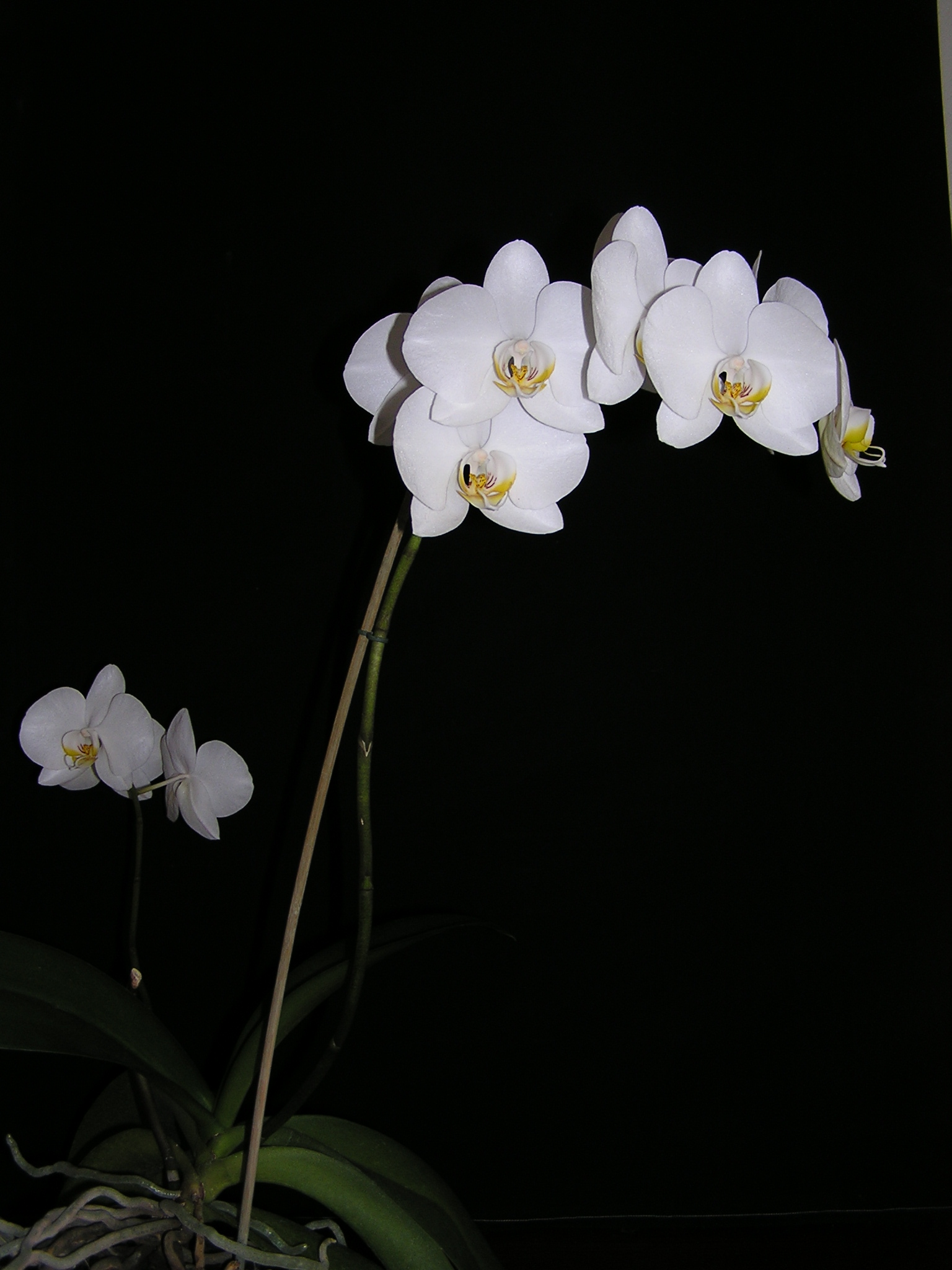 Orchidaceae.40255
