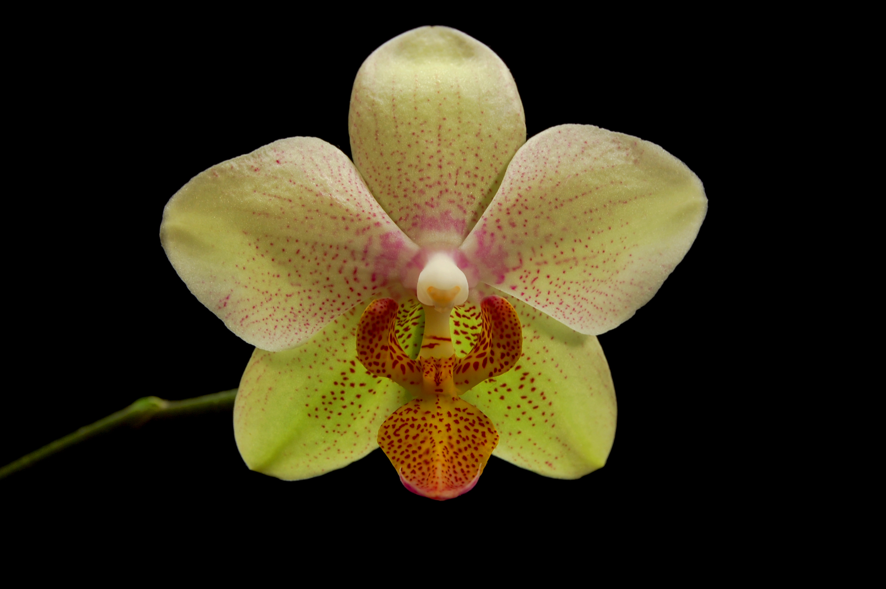 Orchidaceae black