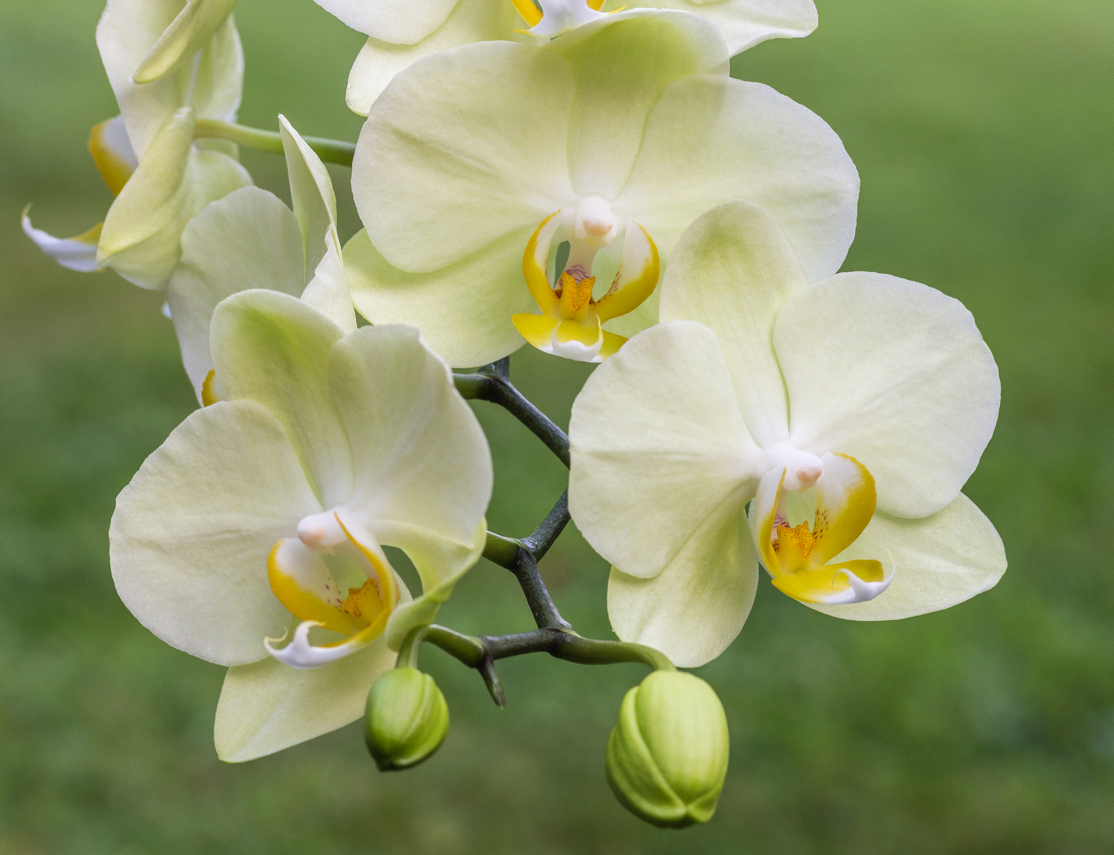 Orchidee (phalaenopsis) (actm) 04
