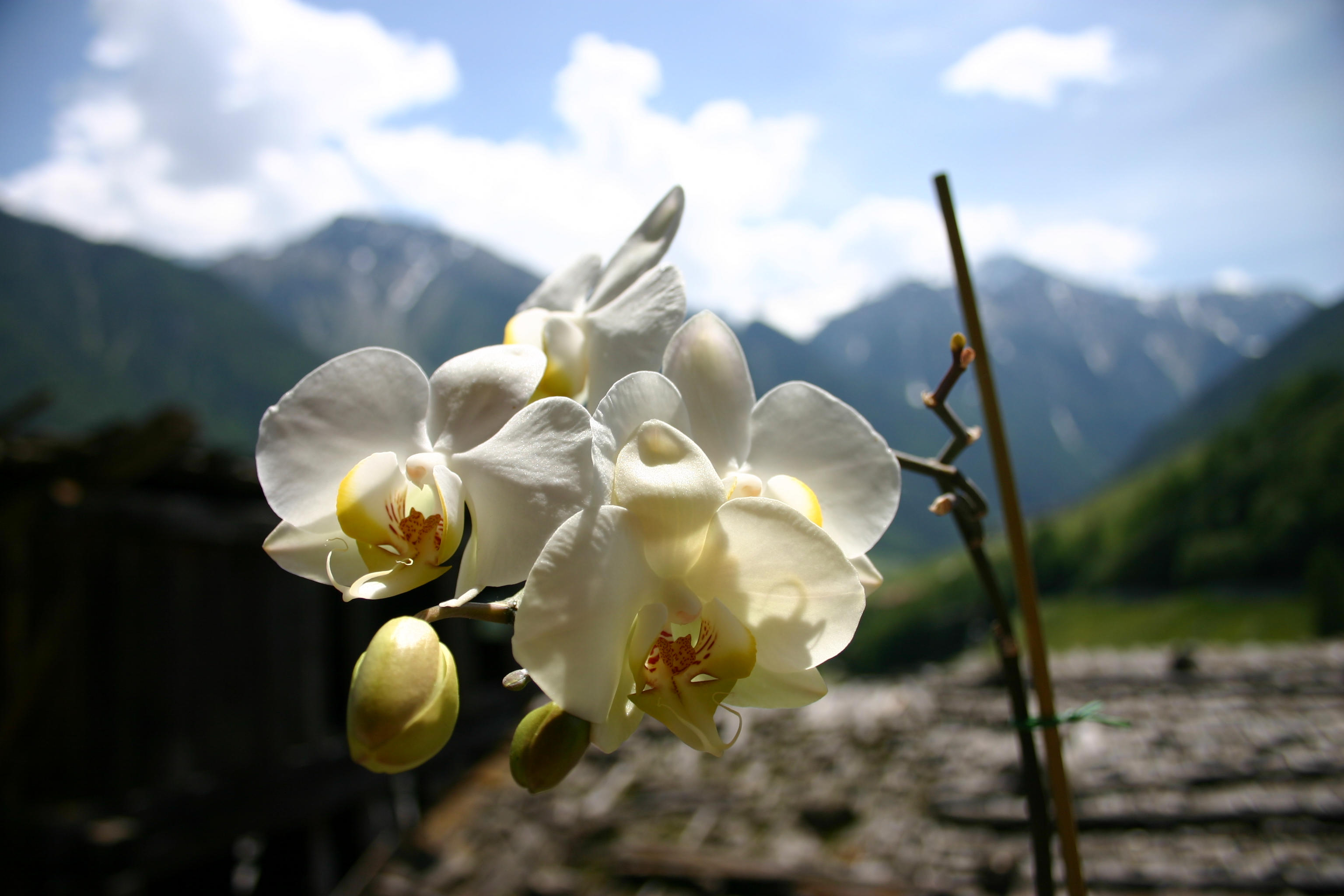 Orchidee weiß