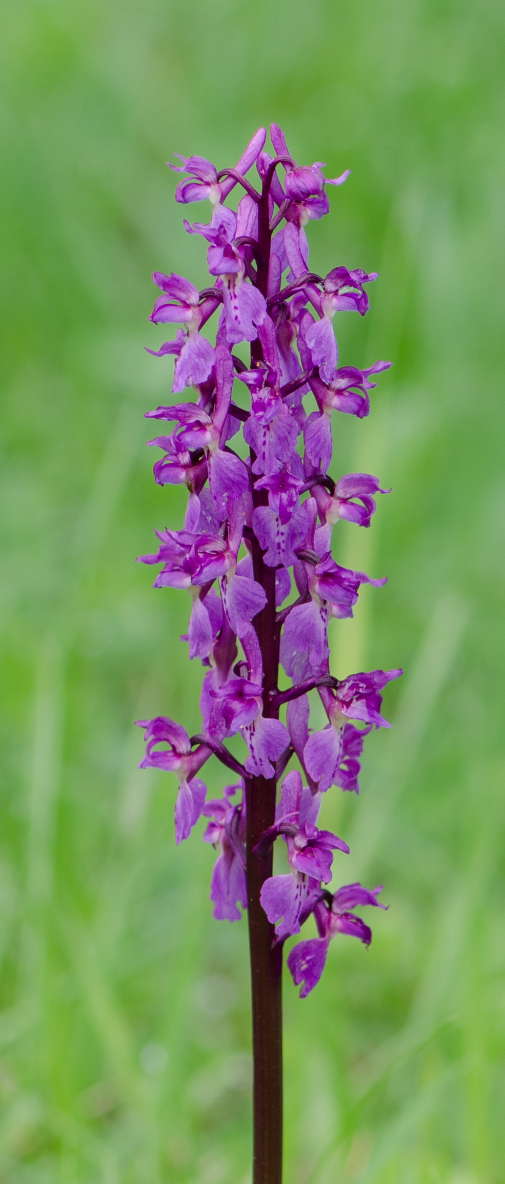 Orchis-mascula-Blueten-2