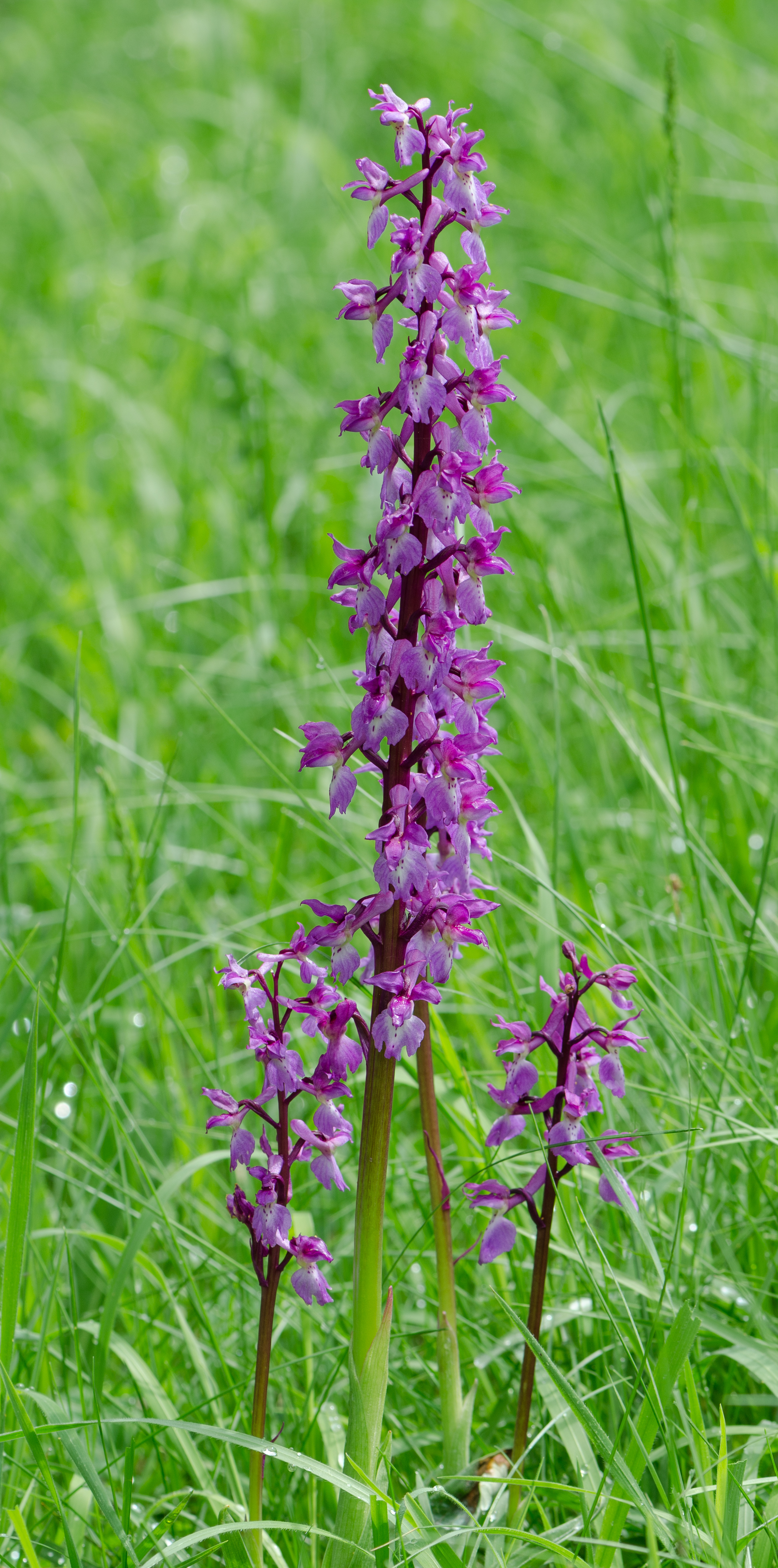 Orchis-mascula-Formation