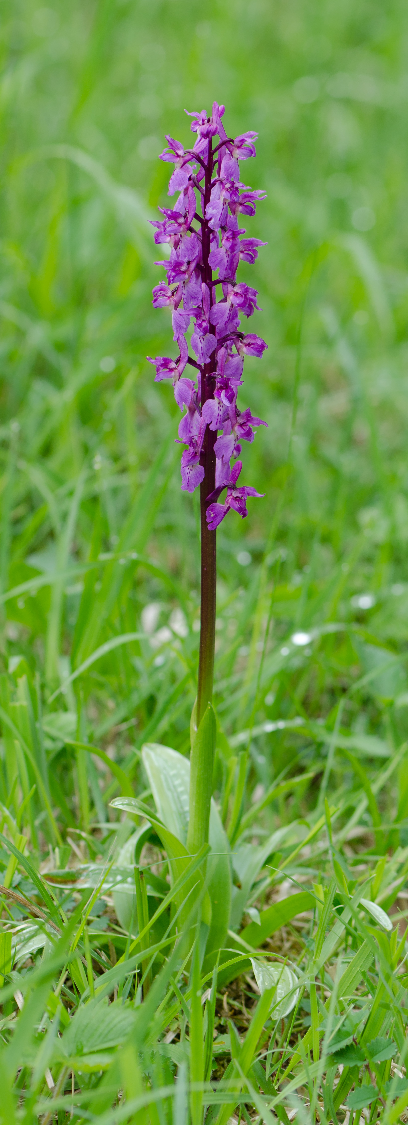 Orchis-mascula-Pflanze